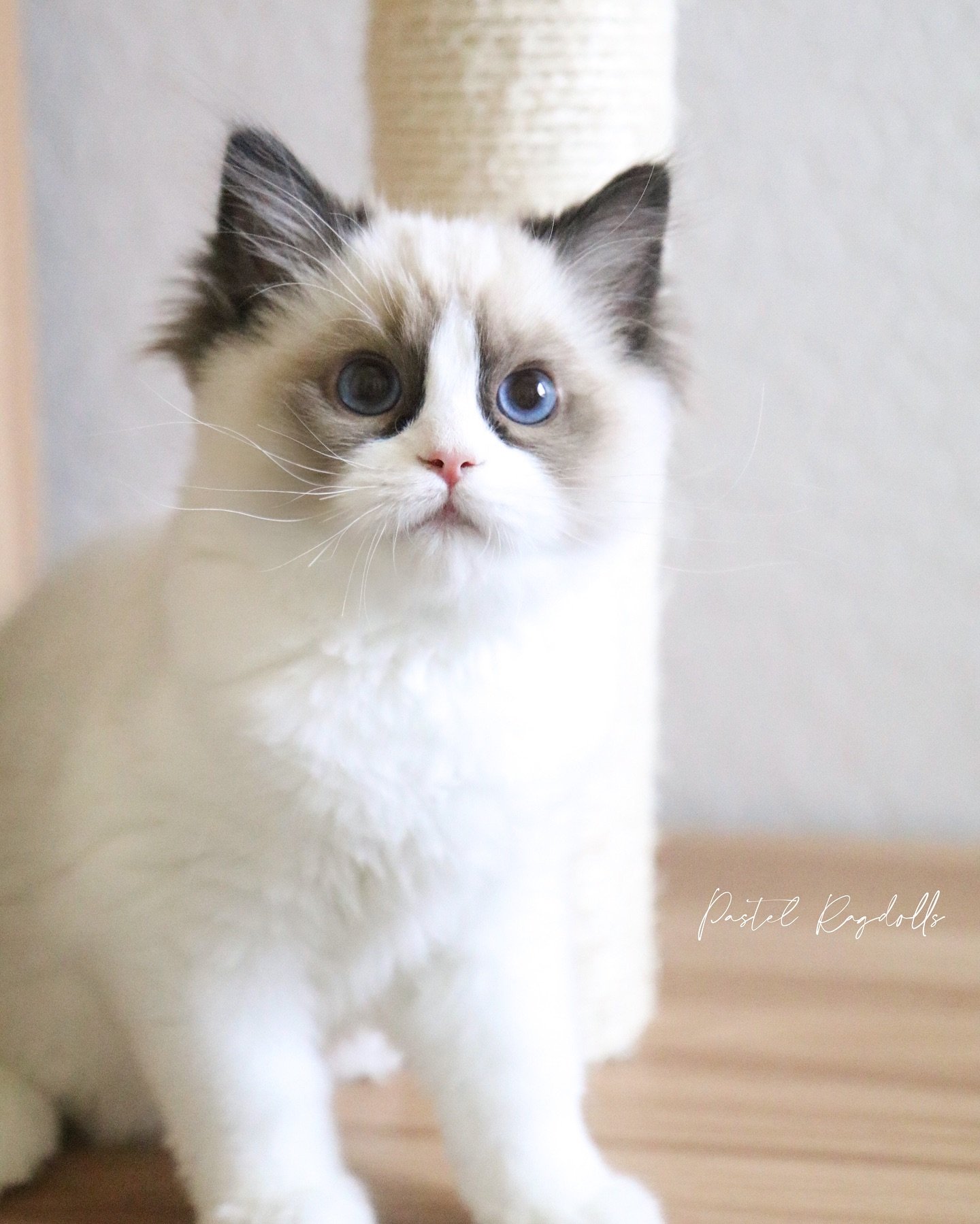 &bull;AVAILABLE&bull; I could get lost in these eyes. 🫠 This is &ldquo;Firefly&rdquo; from our &ldquo;Tiny Wings&rdquo; Litter - now officially listed on our website! ✨ He is a beautiful seal bicolor boy with perfect markings and great structure. He