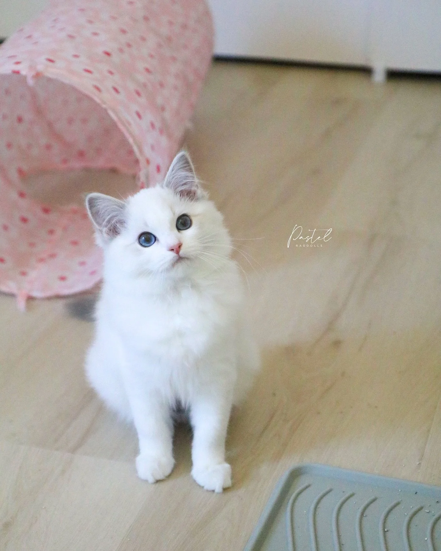 Who can resist a sweet scoop of bubblegum ice cream? 🍦🍬✨
-
&ldquo;Bubblegum&rdquo; &bull; Blue Lynx Bicolor Girl
From our &ldquo;Cute Scoops&rdquo; Litter
Poppy + Banksy
-
RESERVED
Photographed at 15 weeks old
-
#bluelynxbicolor #bluebicolorragdoll