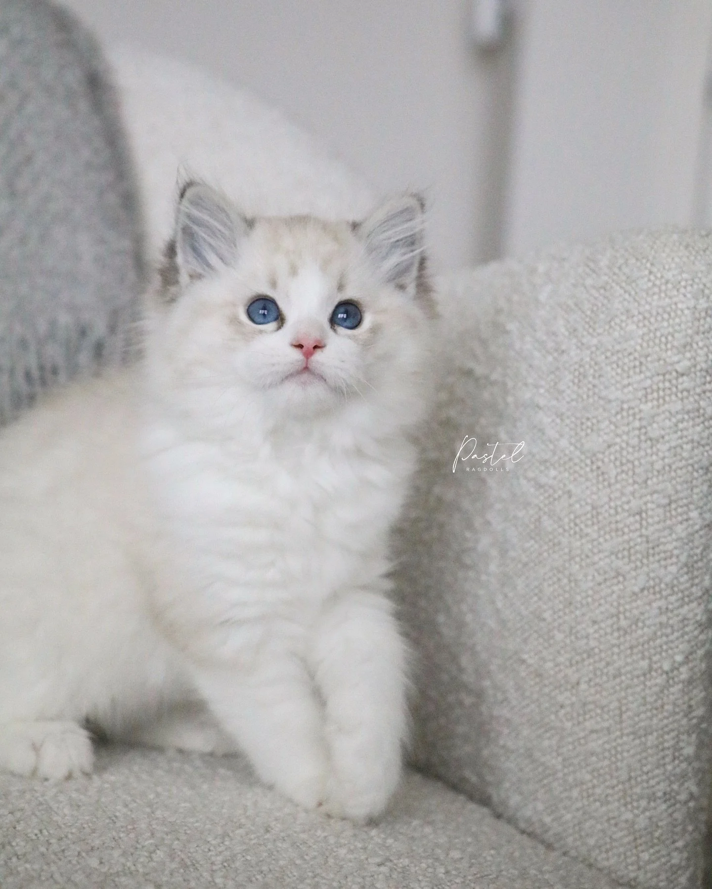 This is a beautiful show quality boy that was born in our cattery earlier this year! 🩶
-
&ldquo;Dragonfly&rdquo; &bull; Seal Lynx Bicolor Boy
From our &ldquo;Tiny Wings&rdquo; Litter
-
Not Available | Already in his forever home
Photographed at 11 w