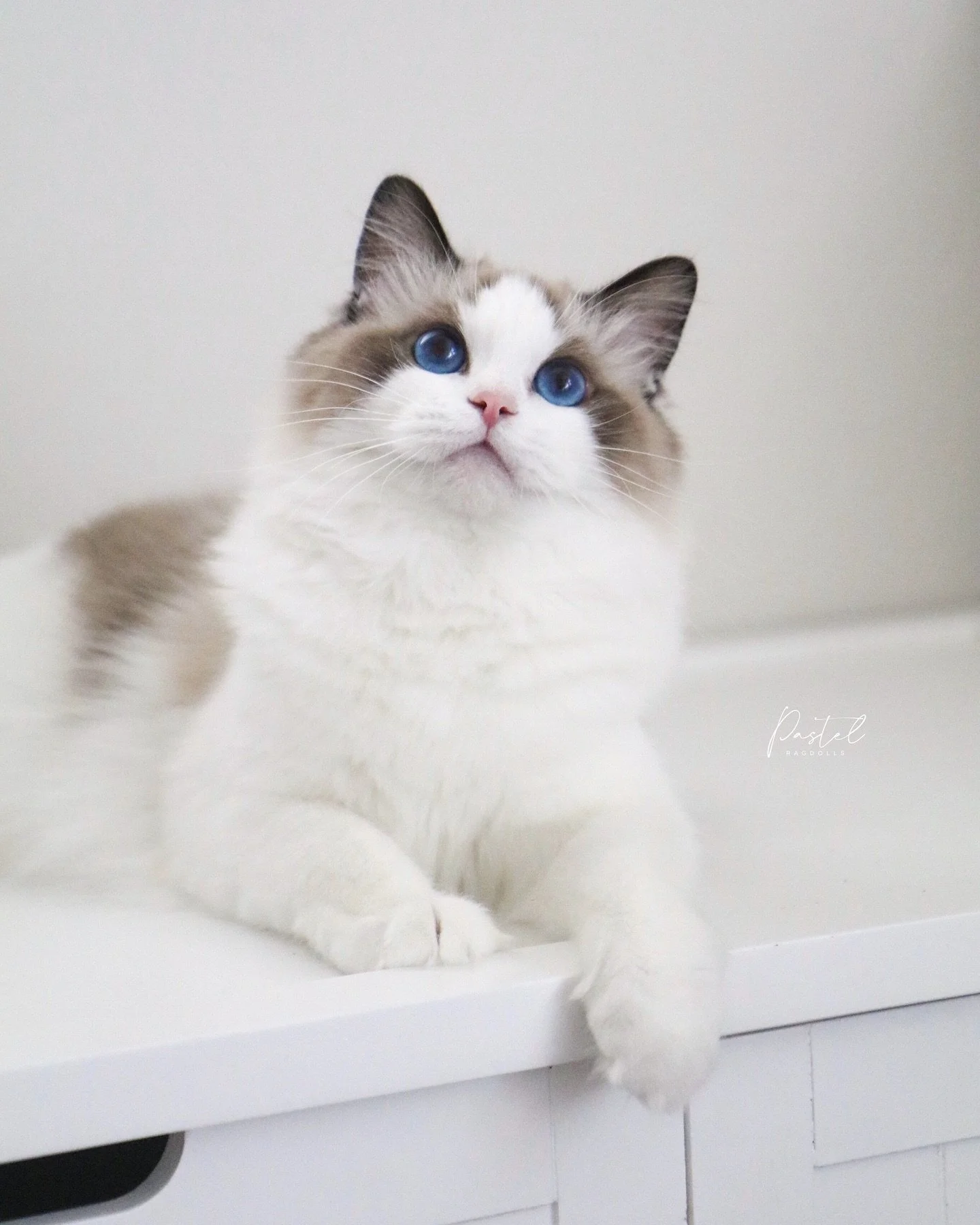 This beautiful girl is Venus and she joined our cattery earlier this year so I thought it was about time to introduce her! Venus is an ultra affectionate and energetic girl with a heart as big as her personality. She&rsquo;s a true velcro cat - alway