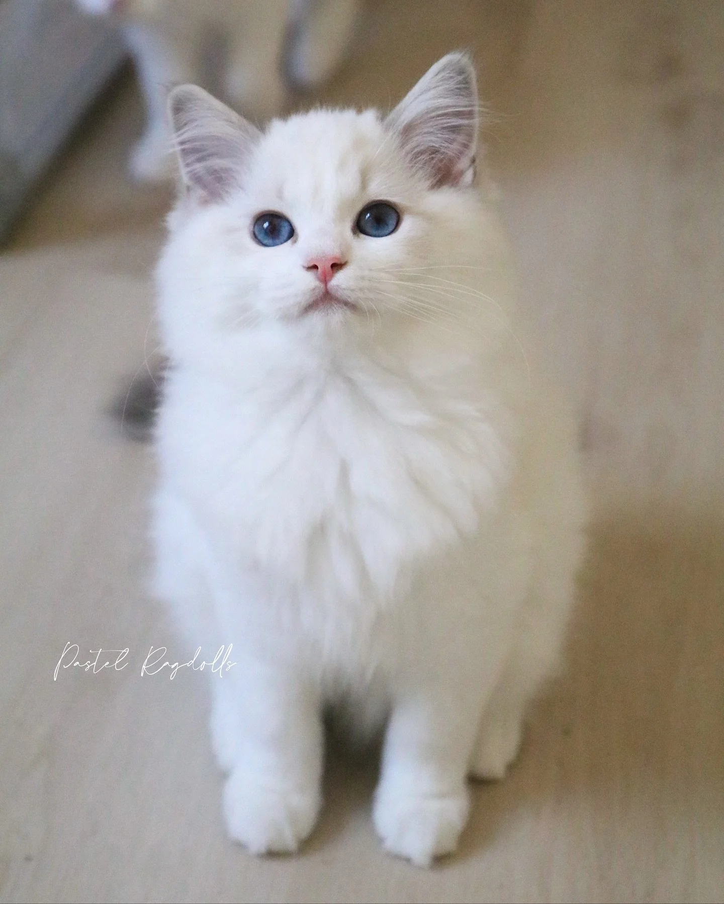 Because Mondays call for maximum cuteness 😽💕
-
&ldquo;Rocky Road&rdquo; &bull; Blue Lynx Bicolor Boy
From our &ldquo;Cute Scoops&rdquo; Litter 🍦
-
Not Available | Already in his forever home
Photographed at 12 weeks old
-
#bluebicolor #bluebicolor