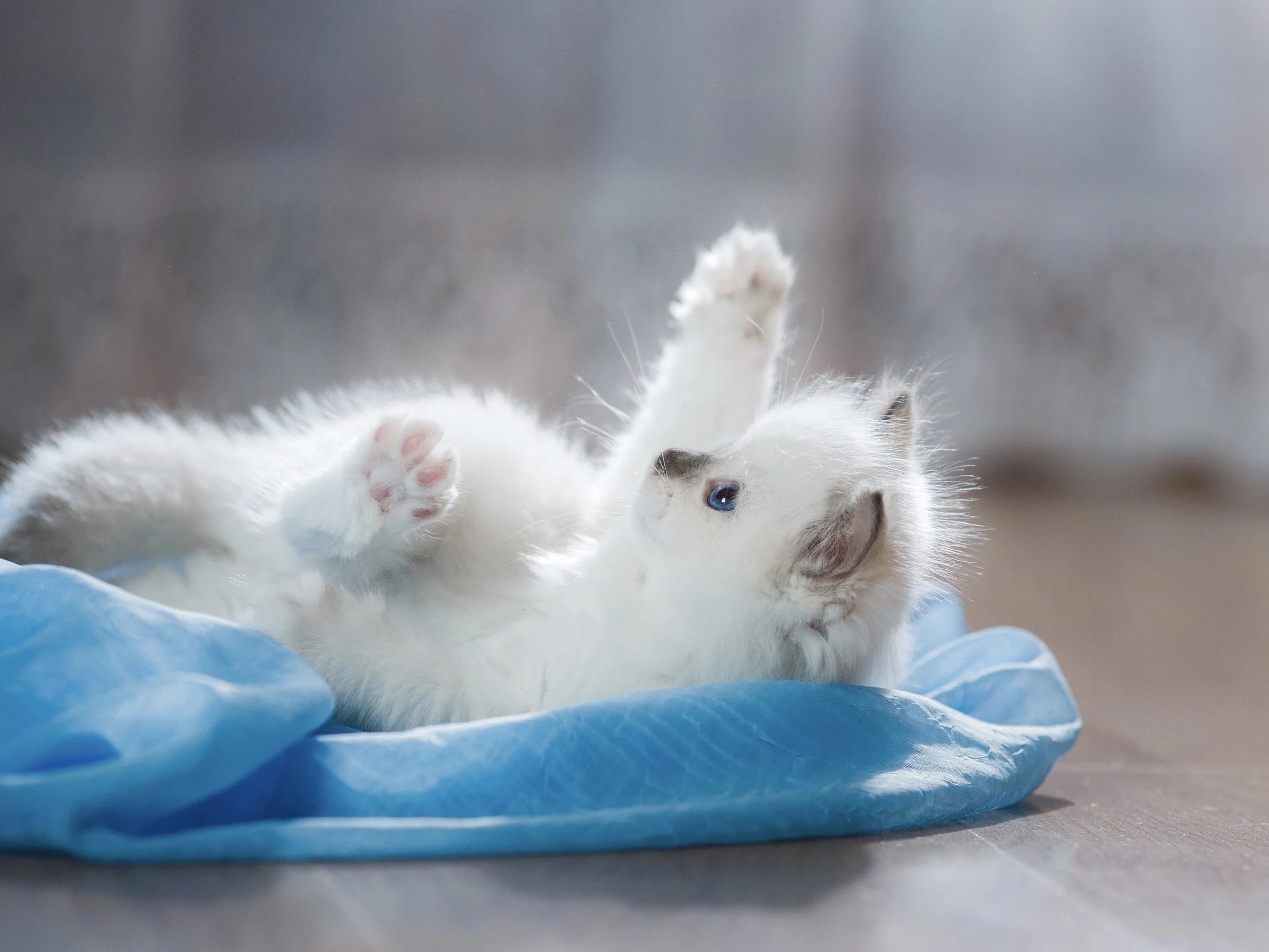 Knead to Know - Why Ragdoll Cats Make Biscuits with Their Paws