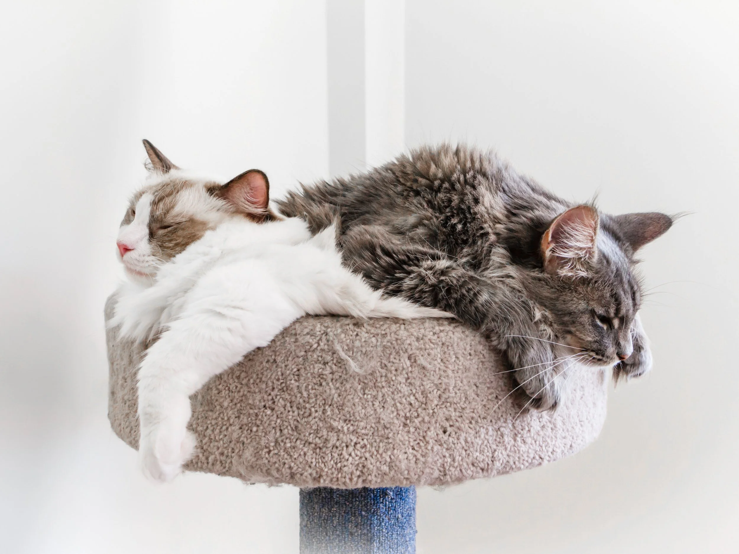 Ragdoll Cat vs. Maine Coons: The Battle of the Gentle Giants