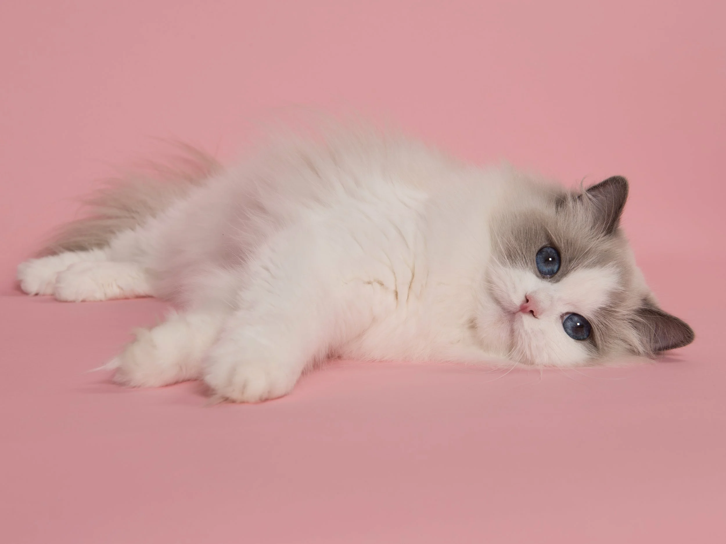 Solving Separation Anxiety in Ragdoll Cats