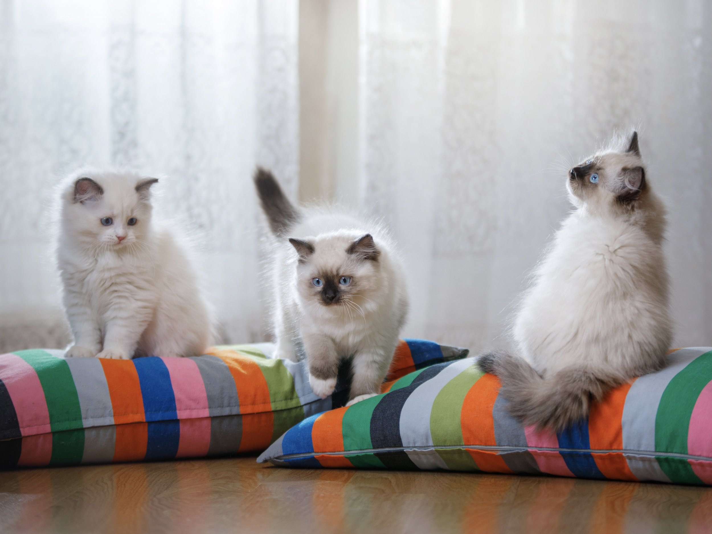 How to Avoid Getting Scammed When Buying a Ragdoll Kitten