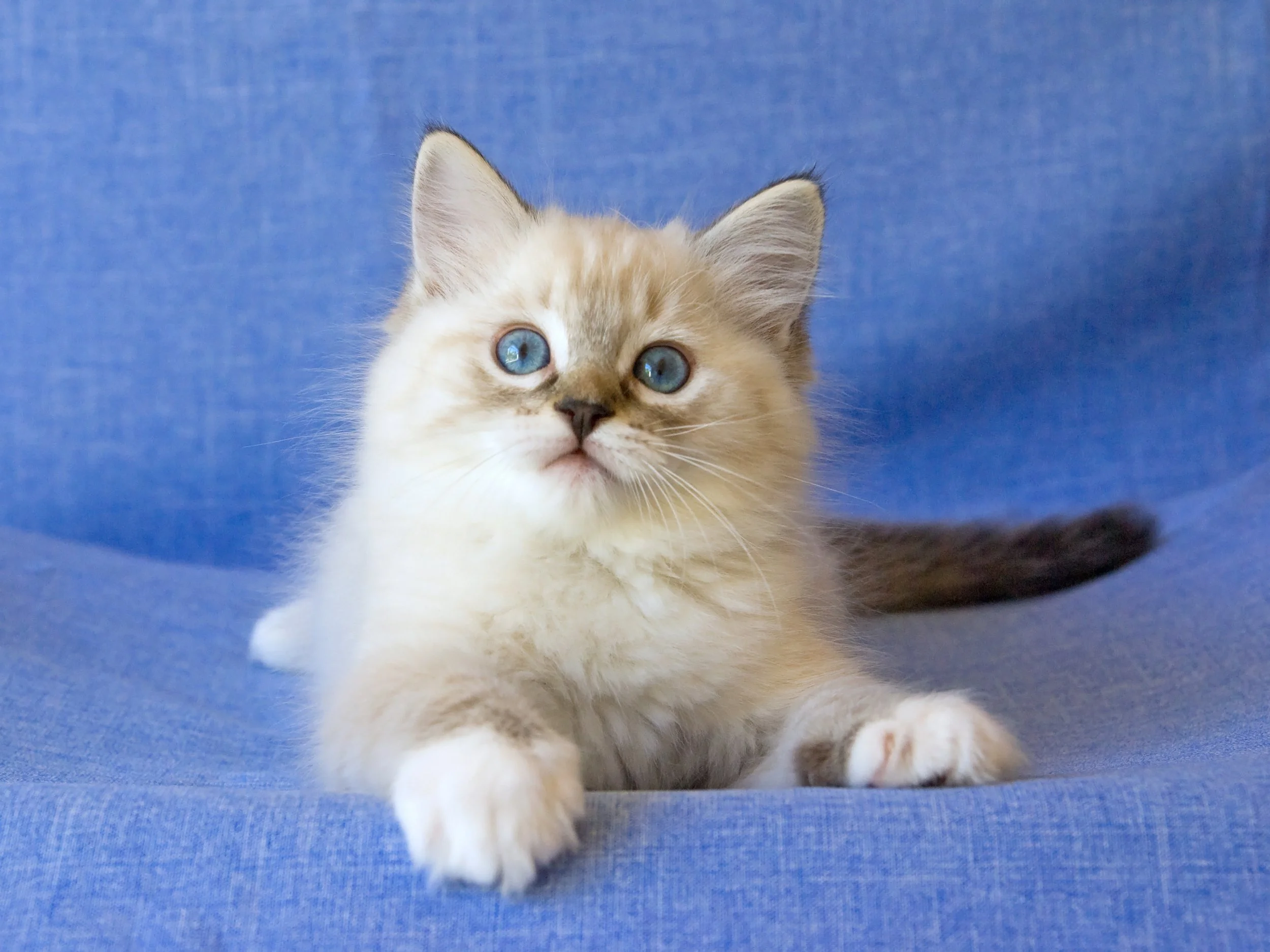 Understanding Heart Murmurs in Ragdoll Kittens - Should You Be Concerned?