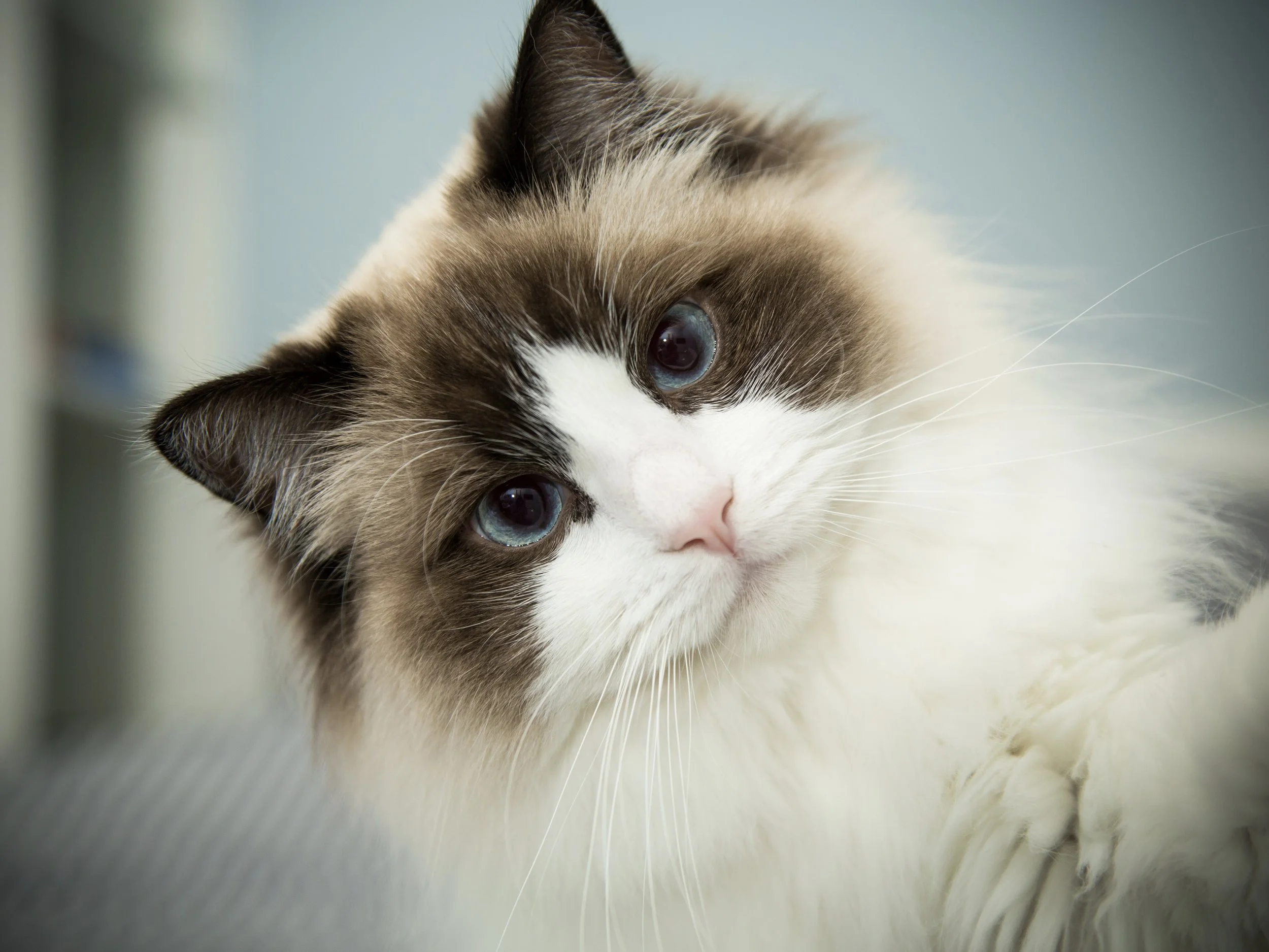 All About Taylor Swift’s Ragdoll Cat Benjamin Button