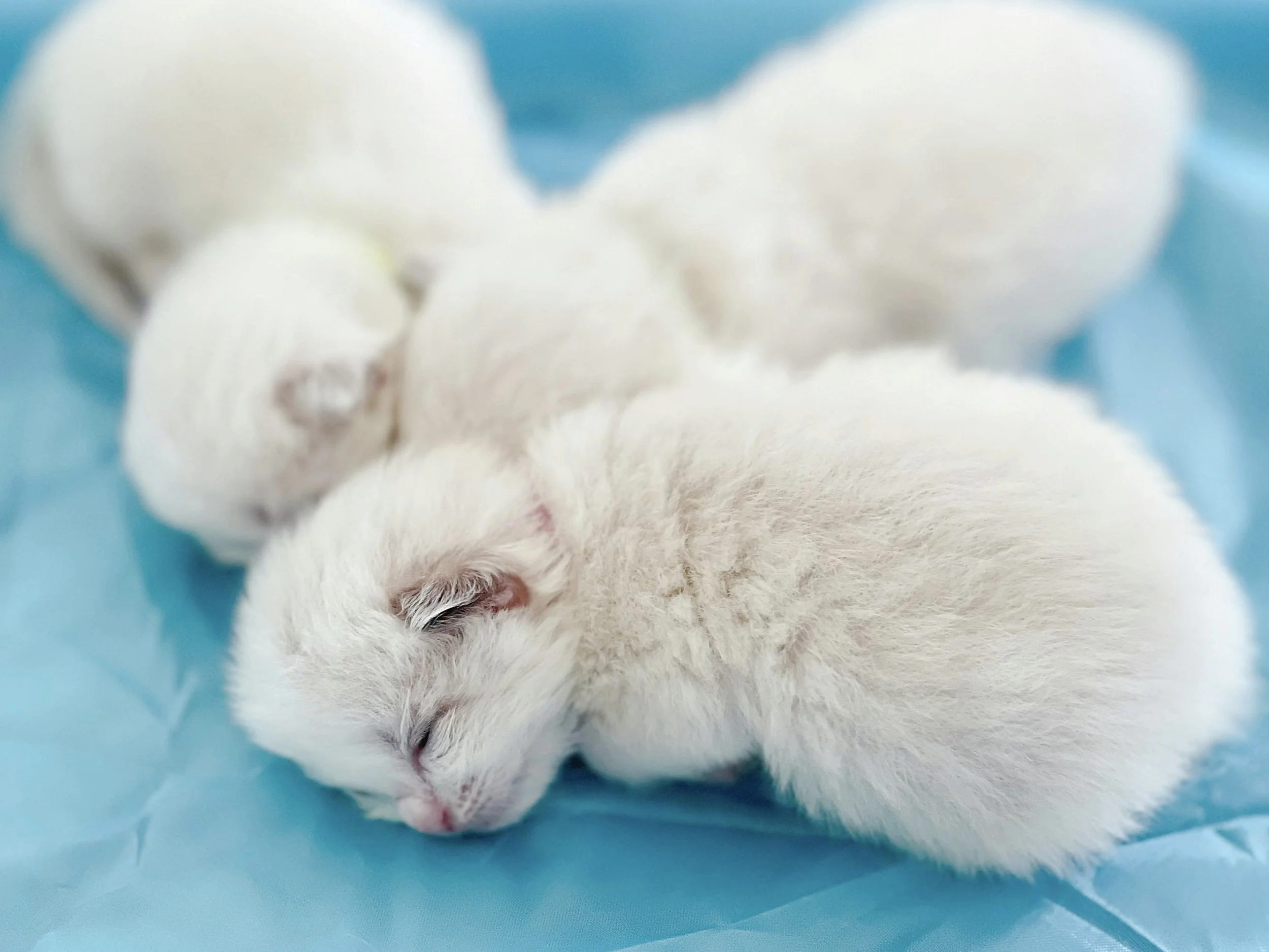 Why Ragdolls Are Born White: The Fascinating Genetics of Colorpoint Cats