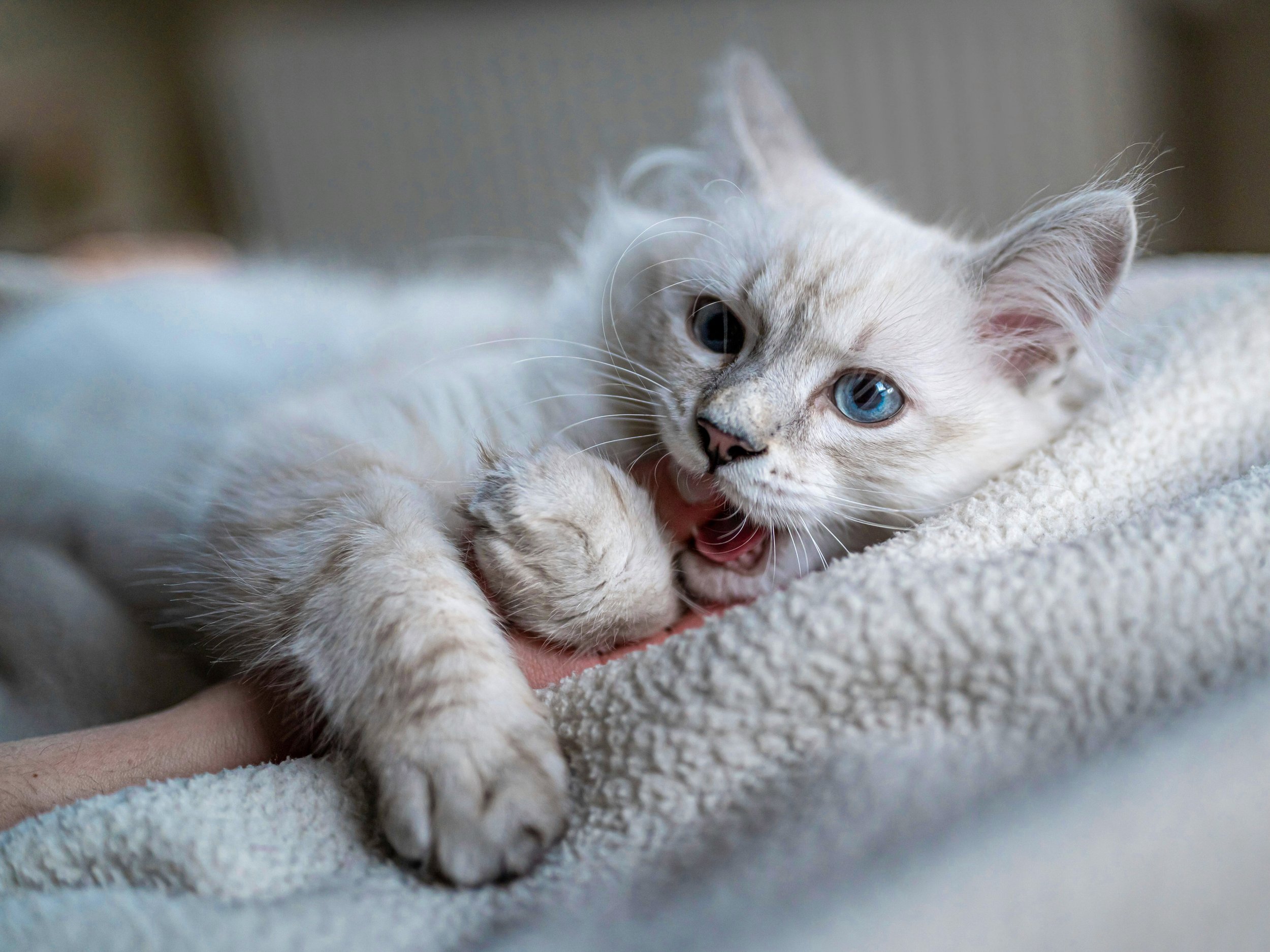 How to Stop Your Ragdoll Kitten From Biting