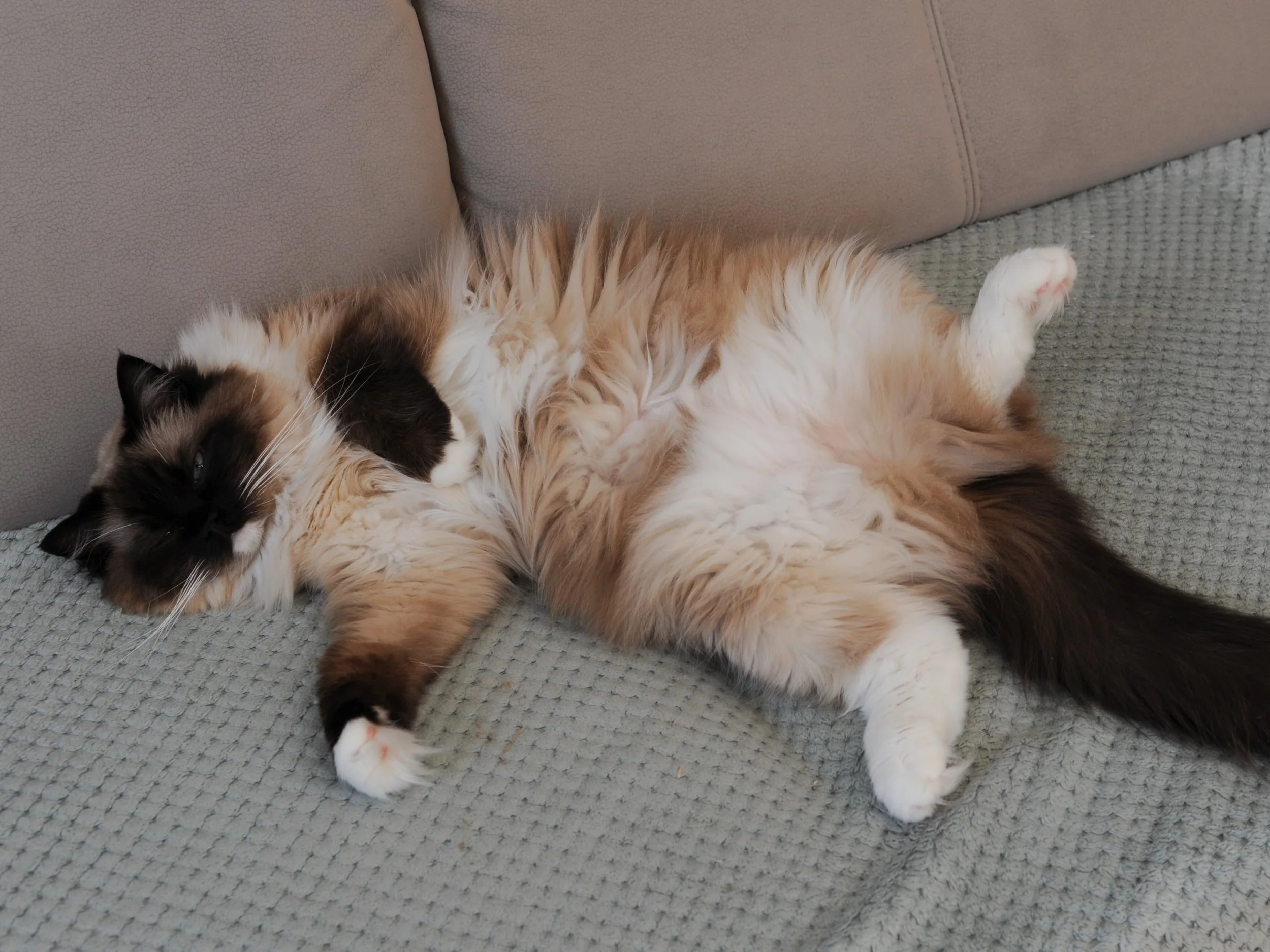 Ragdolls and Routine: Why These Cats Thrive on Stability