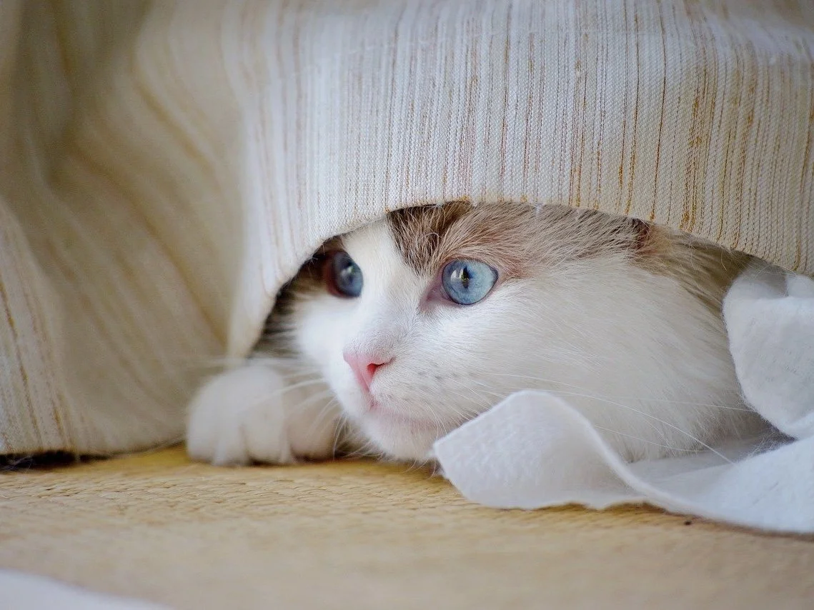 The Truth About Mink, Sepia and Solid Ragdolls