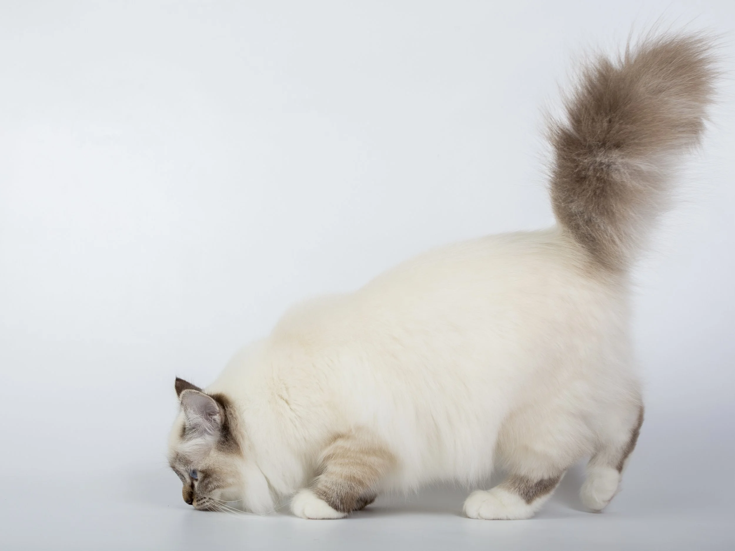 America’s Favorite Cat Breeds: The 10 Most Popular Fancy Felines