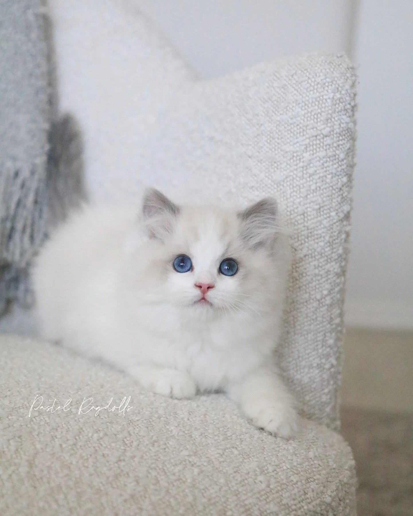 A super adorable, floofy girl! 🤍✨
-
&ldquo;Raspberry&rdquo; &bull; Blue Bicolor Girl
From our &ldquo;Berry Sweet&rdquo; Litter
-
Not Available | Already in her forever home
Photographed at 11 weeks old
-
#bluebicolor #bluebicolorragdoll #ragdollkitt
