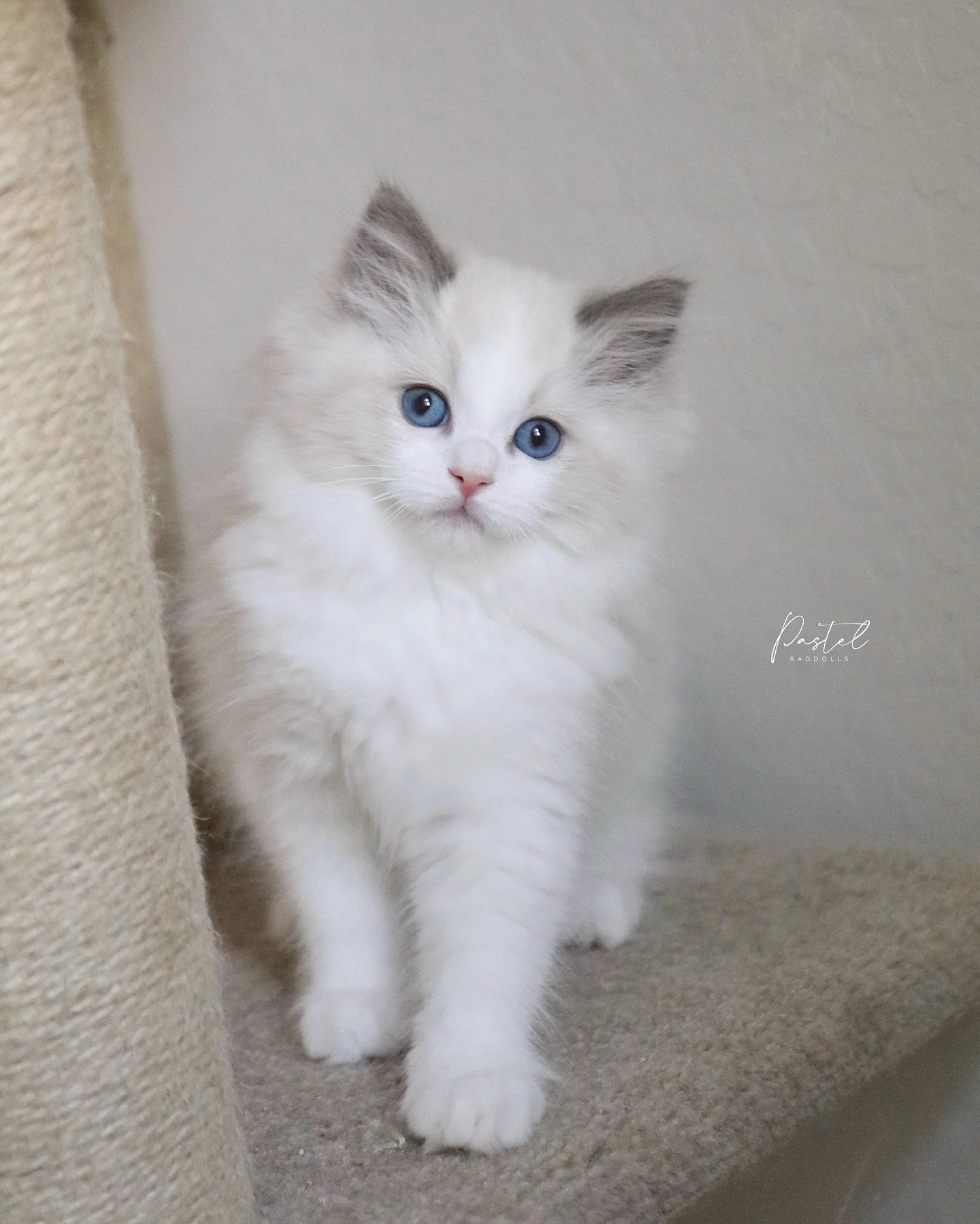 &bull;AVAILABLE&bull; It&rsquo;s rare that we have show quality blue bicolor girls available since usually they are snatched right up by our waiting list!! &ldquo;Velvet&rdquo; from our &ldquo;Cozy Kittens&rdquo; Litter is as sweet and as beautiful a