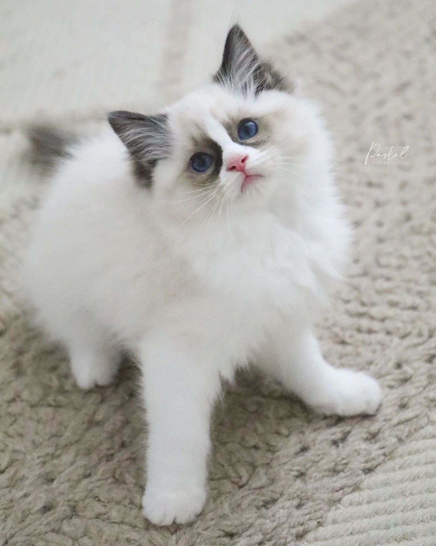 This is &ldquo;Luna&rdquo; from our &ldquo;Harvest Moon&rdquo; Litter 🌙✨ she&rsquo;s one of a few kittens now available on our website! These are our last 2025 babies, so if you&rsquo;ve been hoping for a Ragdoll this year, now is the perfect time t