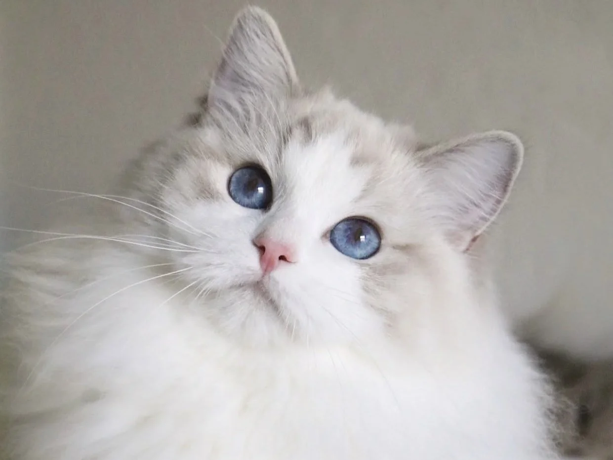 The Blue Lynx Bicolor Ragdoll