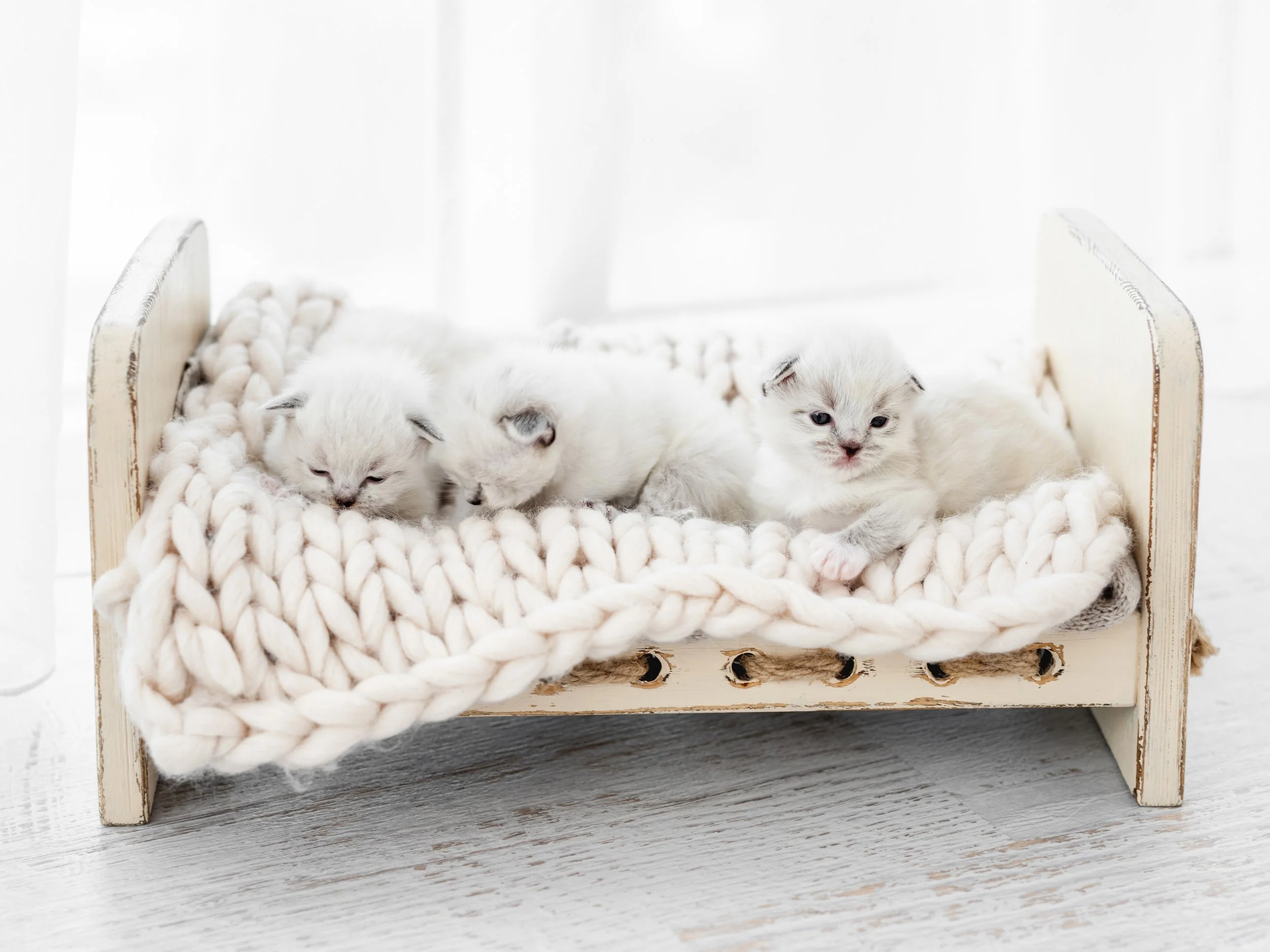 Cute Ragdoll Kitten Names – 350+ Ideas For Your Fluffy Companion