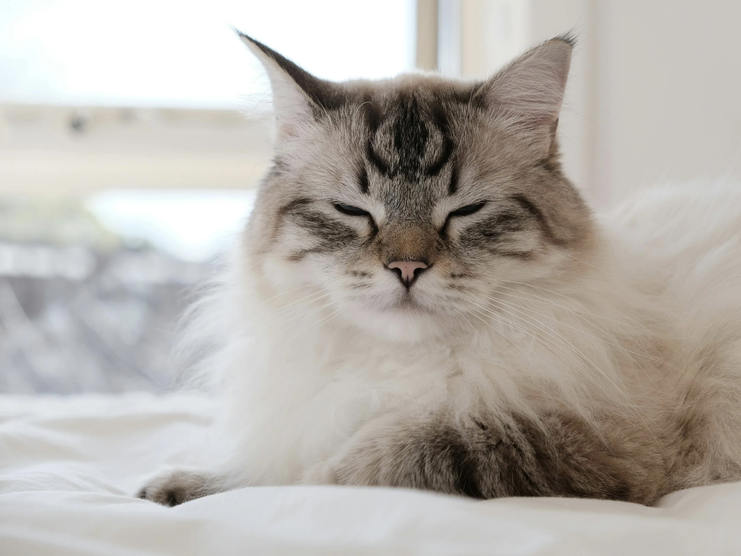Upper Respiratory Infections in Ragdolls: Symptoms, Causes and Treatment