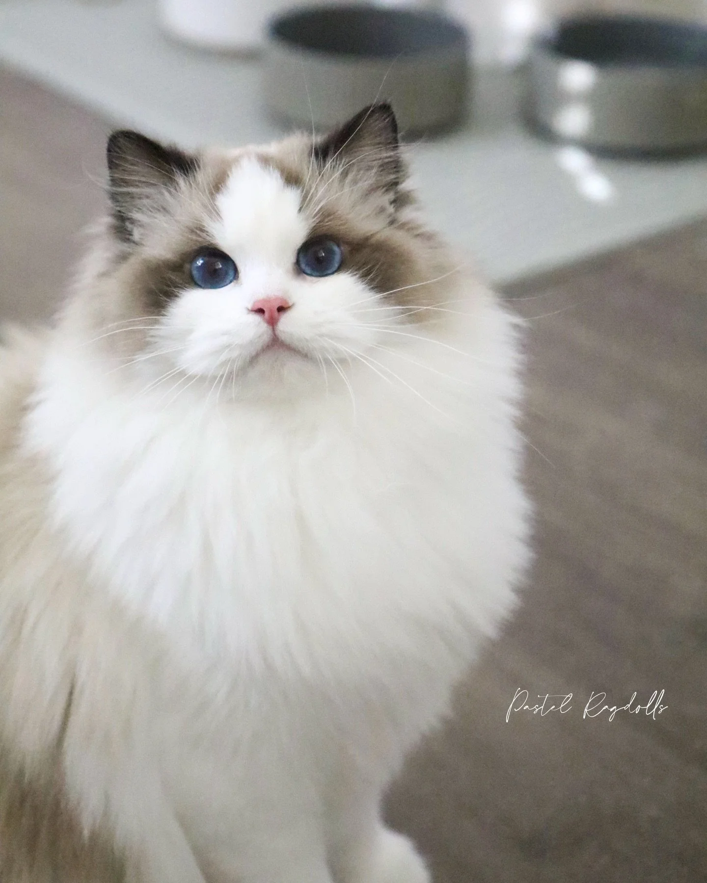 This is our beautiful girl Venus in her winter coat 🩷 I shared a photo of her a few months ago in her summer coat if you look back on our feed. Ragdolls experience seasonal changes with their coats and they become much fluffier during the winter mon