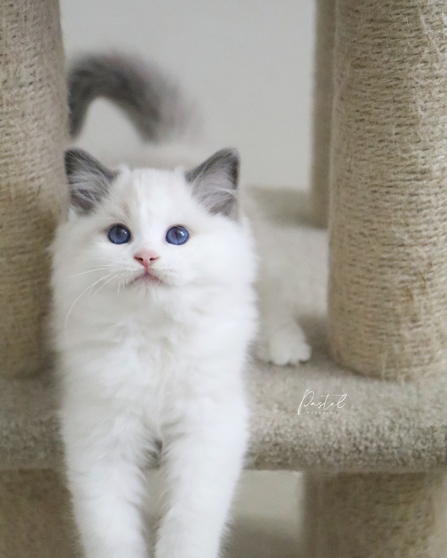 &bull;AVAILABLE&bull; This adorable baby is Apple Cobbler from our &ldquo;Autumn Bakeshop&rdquo; Litter 🍎💛🍁 he is a stunning blue bicolor boy with an ultra cuddly, lap-cat temperament. His personality is so, so sweet and very true to the Ragdoll b