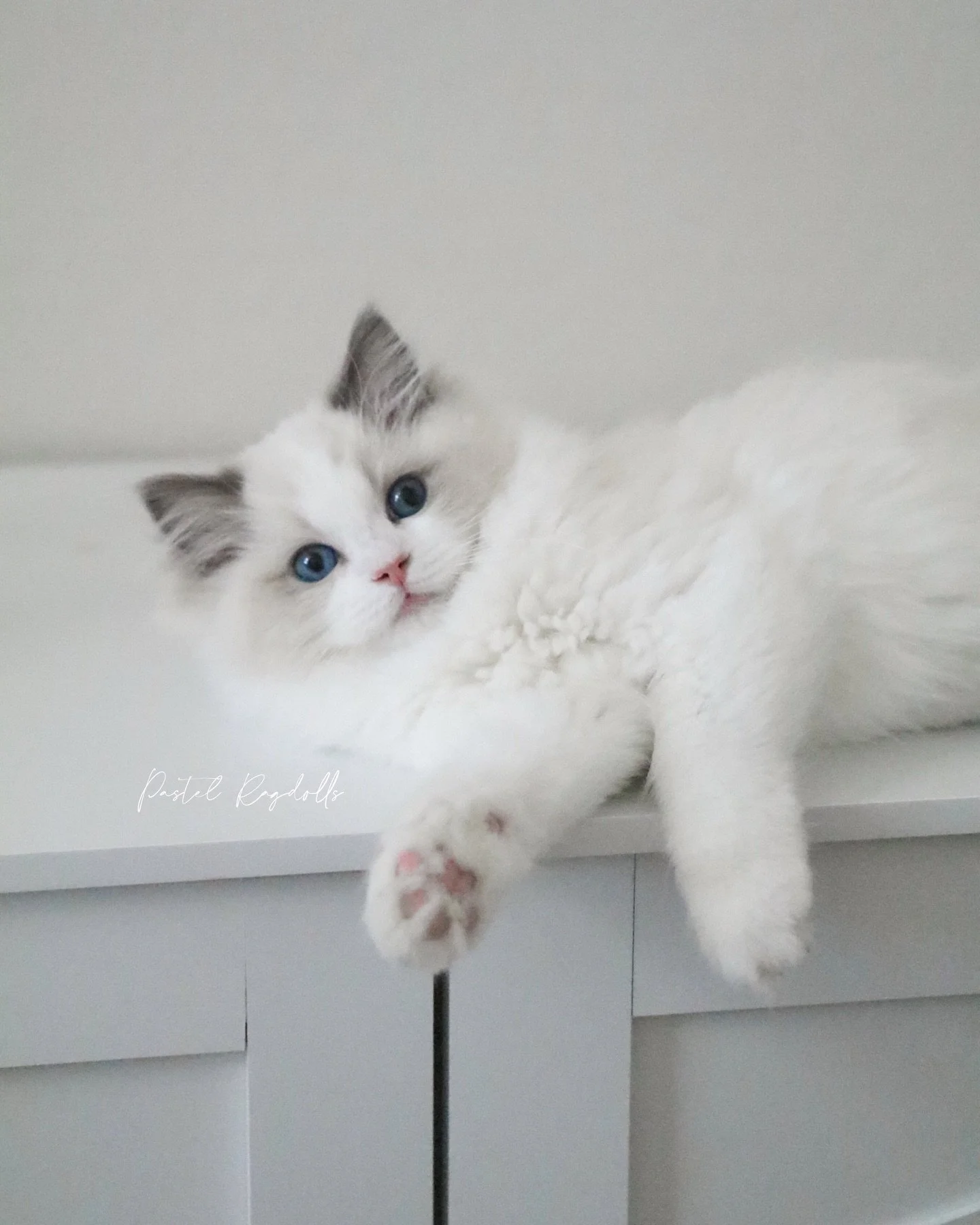 Is there anything sweeter than a blue bicolor Ragdoll girl? 🩵
-
&ldquo;Velvet&rdquo; &bull; Blue Bicolor Girl
From our &ldquo;Cozy Kittens&rdquo; Litter
-
Not Available | Already in her forever home
Photographed at 12 weeks old
-
#bluebicolor #blueb