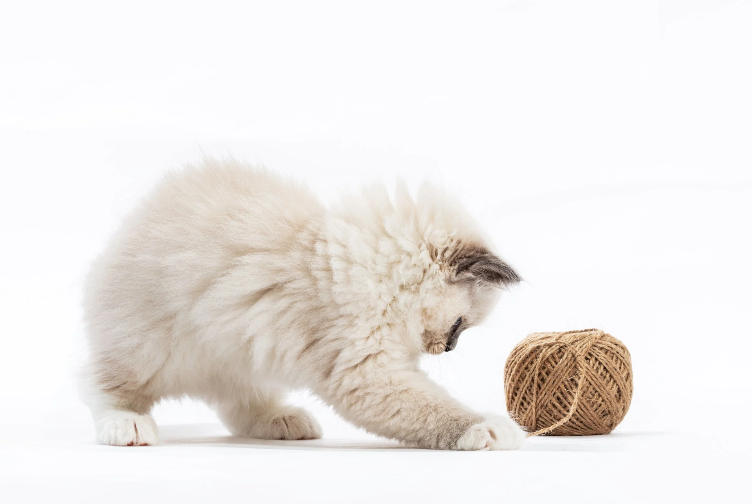 The 3-3-3 Rule of Adopting a Ragdoll Kitten