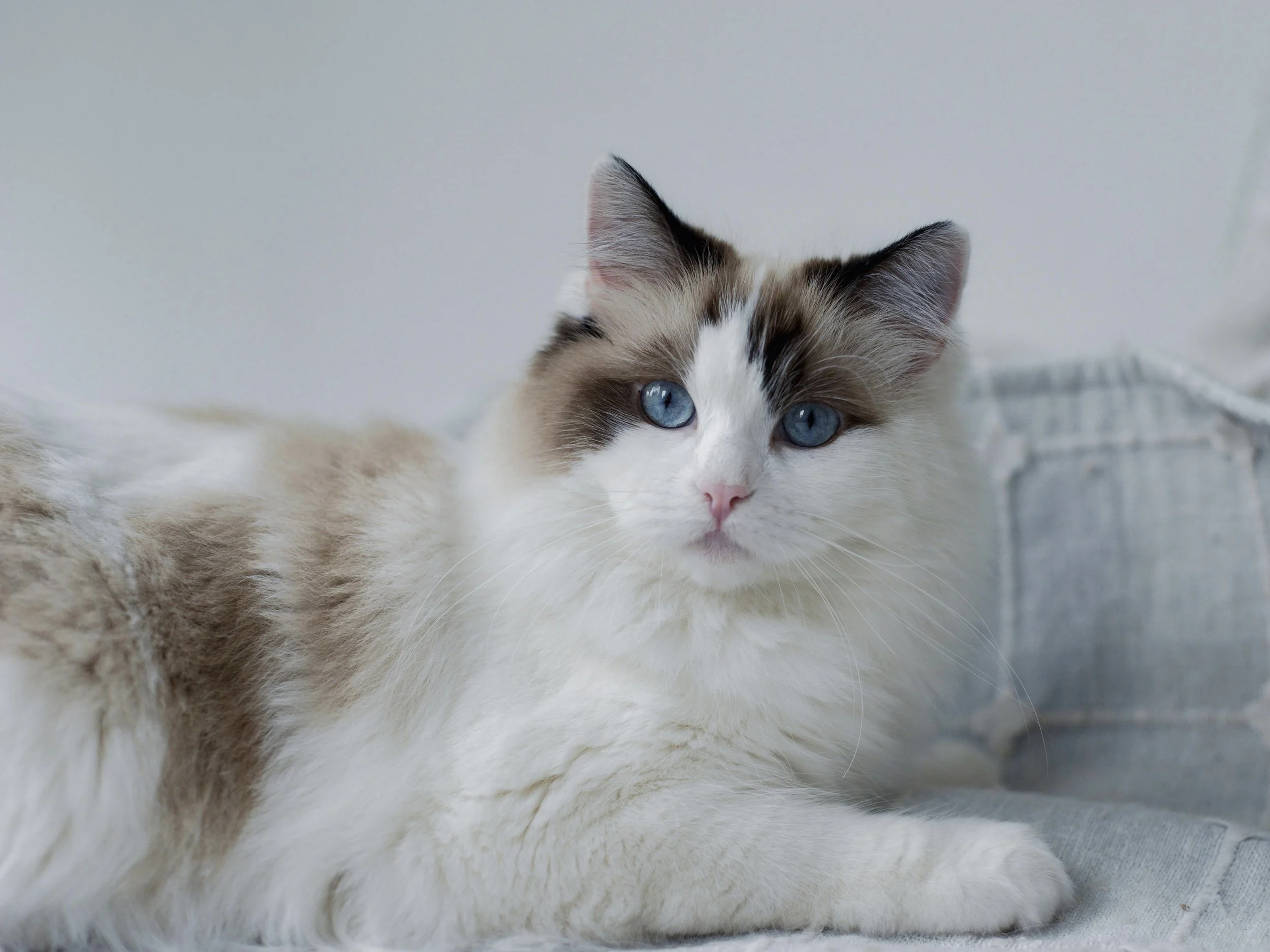 Do All Ragdolls Have Blue Eyes? Understanding Ragdoll Cat Eye Colors
