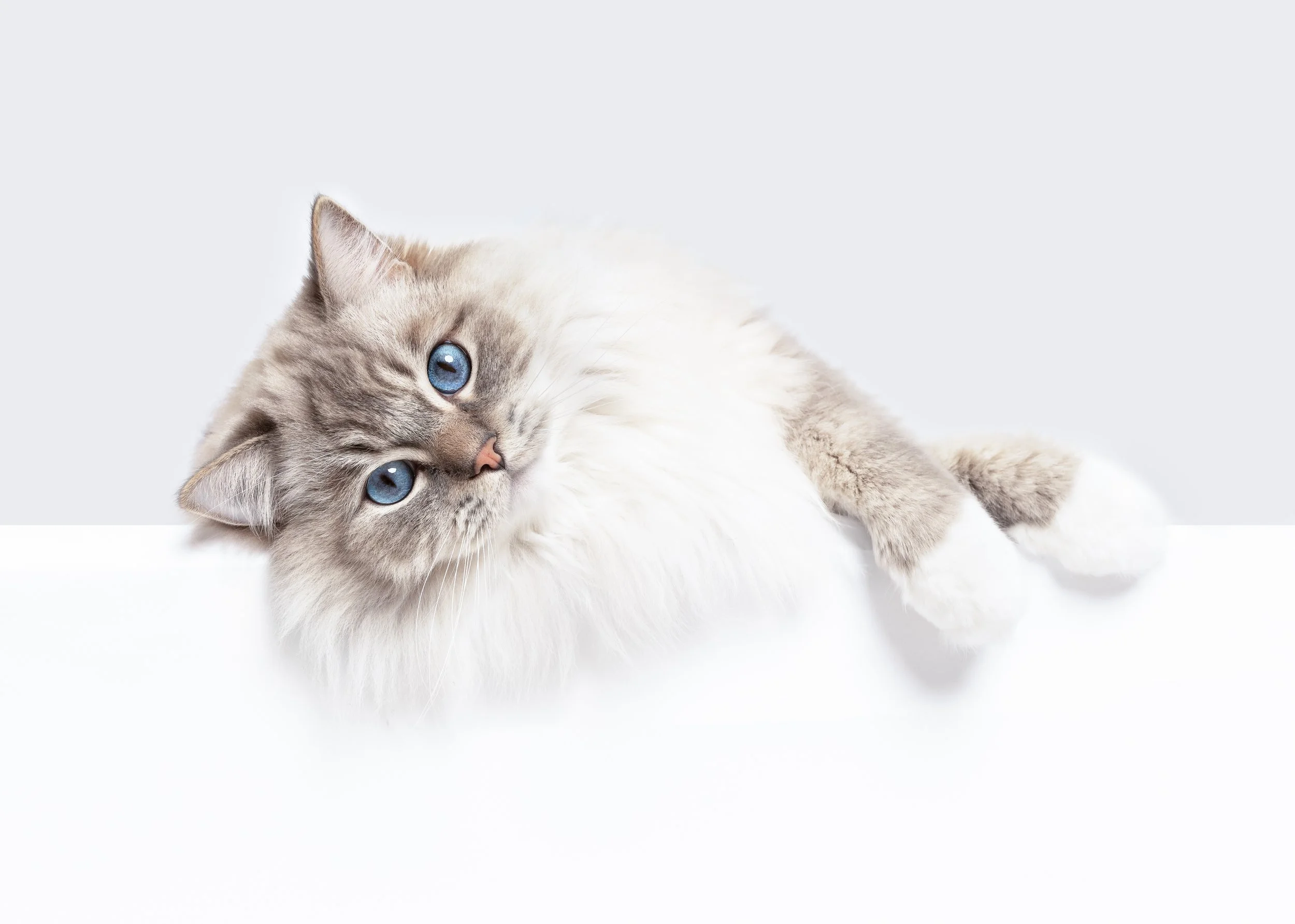 20 Signs Your Ragdoll Cat Truly Loves You