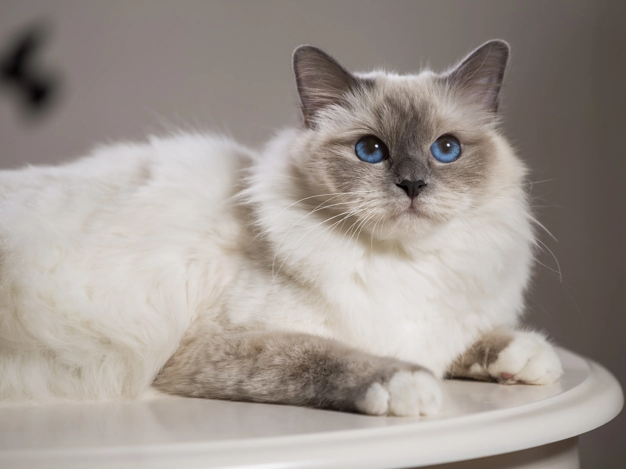 The Blue Mitted Ragdoll