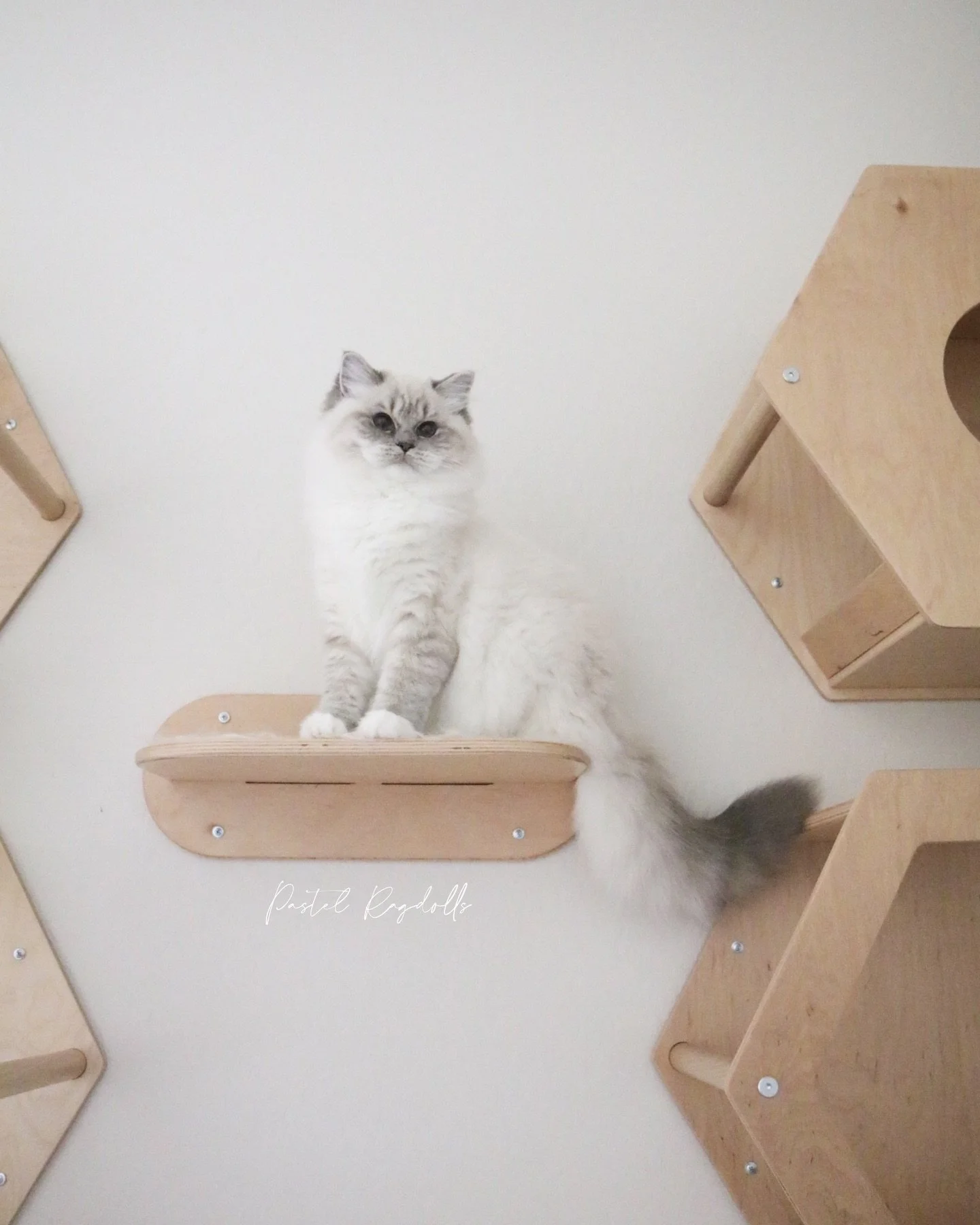 This is Blue Tansy 🪻 she is second generation Pastel Ragdolls on her mom&rsquo;s side. I&lsquo;ve fallen in love with her and recently decided that she&rsquo;ll stay in our breeding program.
-
She checks a lot of boxes for me with her incredibly aff