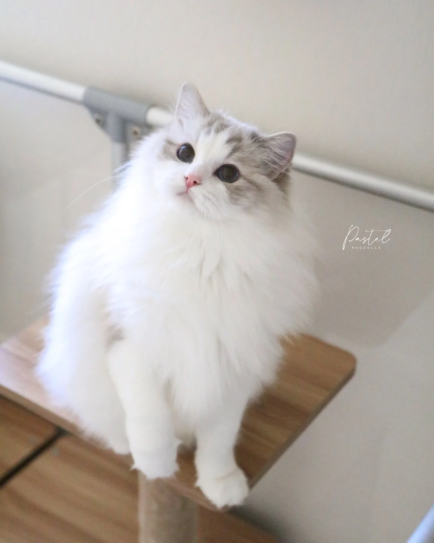 Happy Sunday from Princess Poppy 👸🏼🌸
-
&ldquo;Poppy&rdquo; &bull; Blue Lynx Bicolor Girl
Our Breeding Girl
-
#bluelynxbicolor #bluelynxbicolorragdoll #ragdollcat #ragdollobsessed #ragdollbreeder