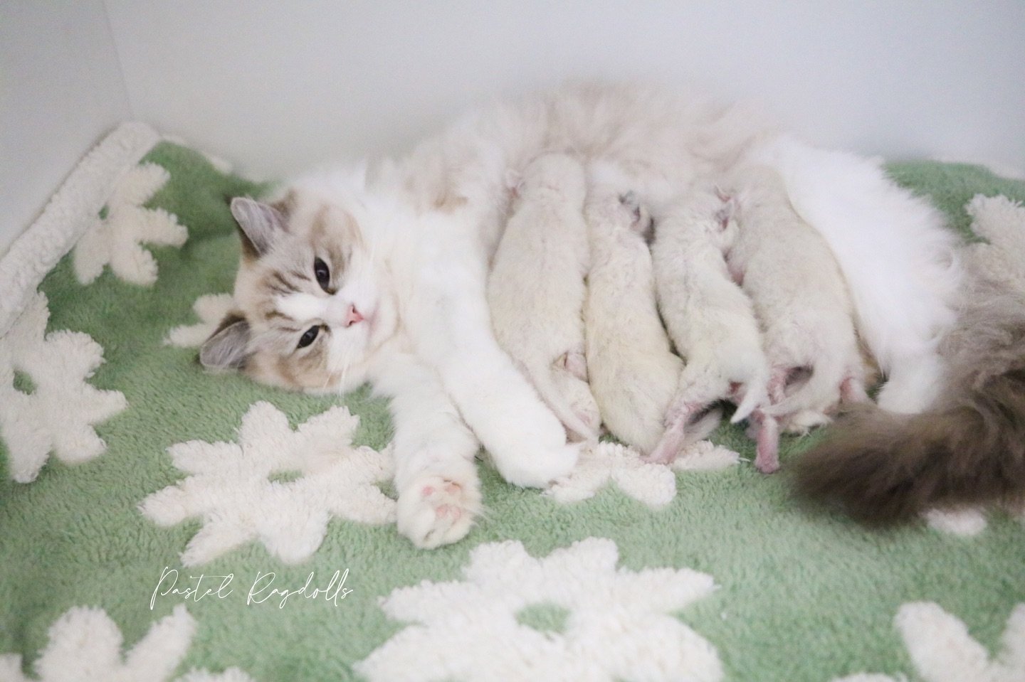 Our first litter of 2026 has arrived! 🌿🤍 and these tiny bundles of fluff are stealing our hearts already. We are expecting more babies to arrive next month so now is the perfect time to join our waiting list if you&rsquo;re considering a Ragdoll ki