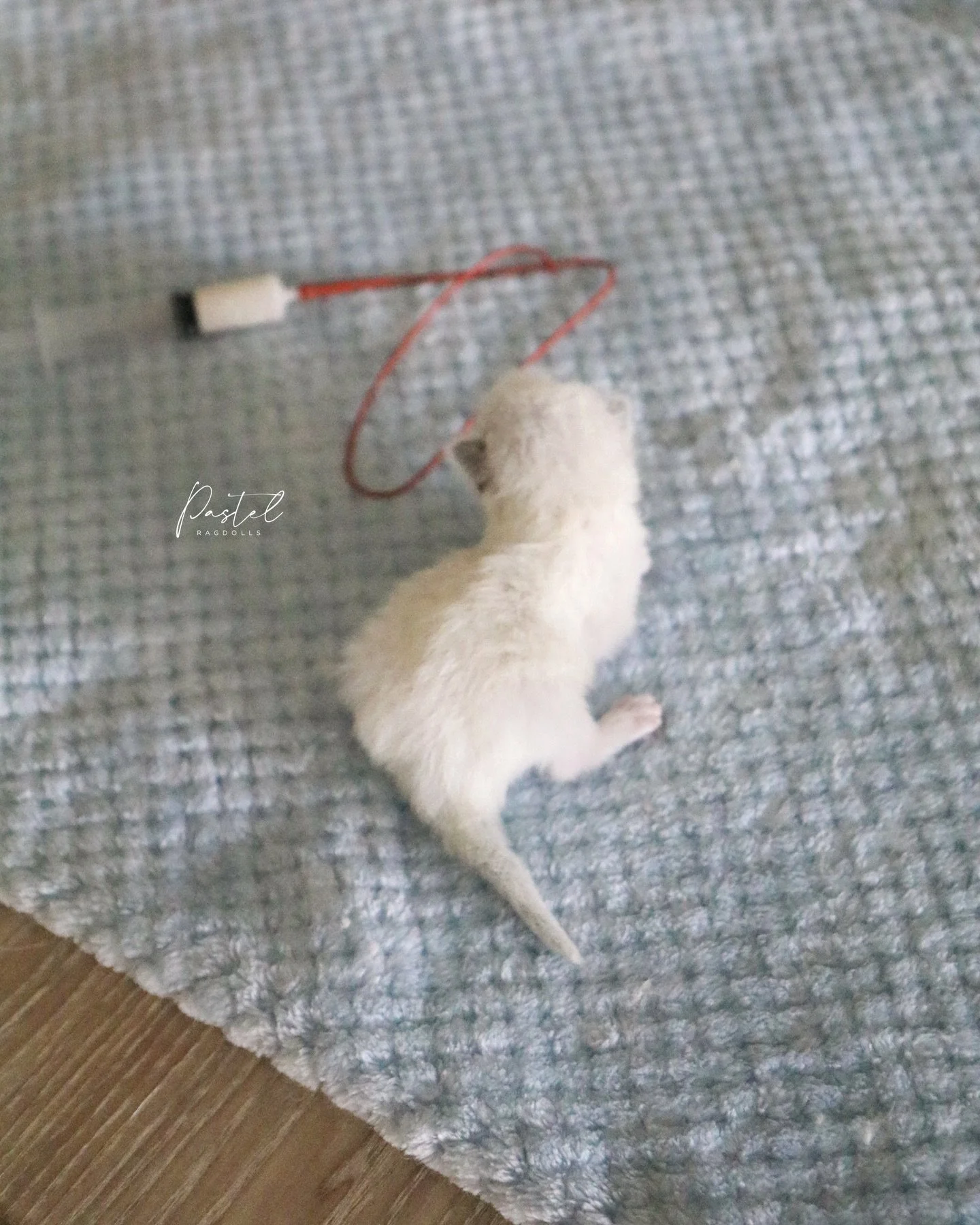 I&rsquo;ve been tube feeding this adorable baby around the clock. She&rsquo;s much smaller than her siblings and started losing weight so I knew it was time to step in and offer her some help. I&rsquo;m so happy she&rsquo;s gained 20 grams in the las