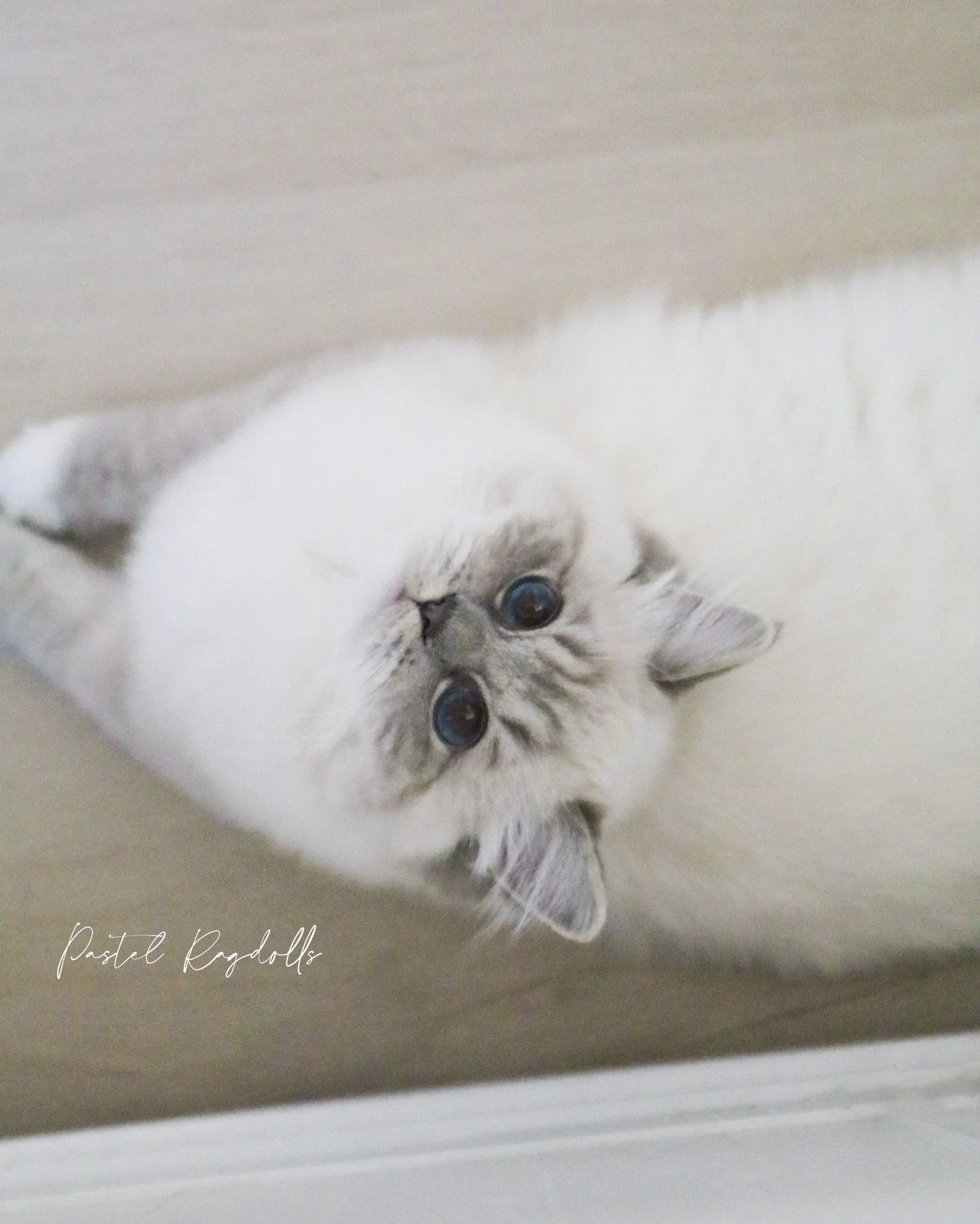 Tansy loves to look up at me with her big blue eyes and it melts my heart 🤍🩵💙
-
&ldquo;Blue Tansy&rdquo; &bull; Blue Lynx Mitted Ragdoll
Our Future Breeding Girl
-
#ragdollkitten #ragdollbreeder #bluelynxragdoll #ragdolllove #ragdollcat