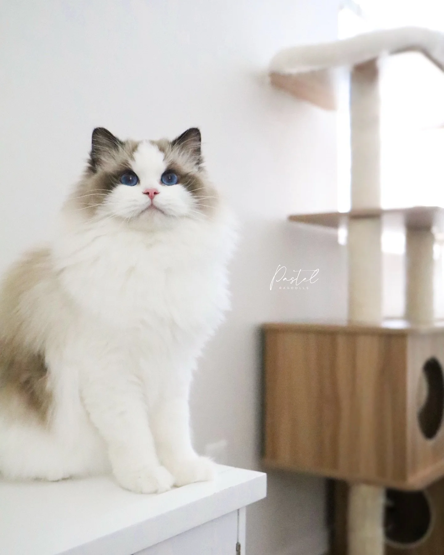 Our sweet girl Venus is expecting her first litter and we couldn&rsquo;t be more excited to welcome her babies in a few weeks 🩷🐾
-
&ldquo;Venus&rdquo; &bull; Seal Bicolor Ragdoll
Our Breeding Girl
-
#sealbicolor #sealbicolorragdoll #sealpointragdol