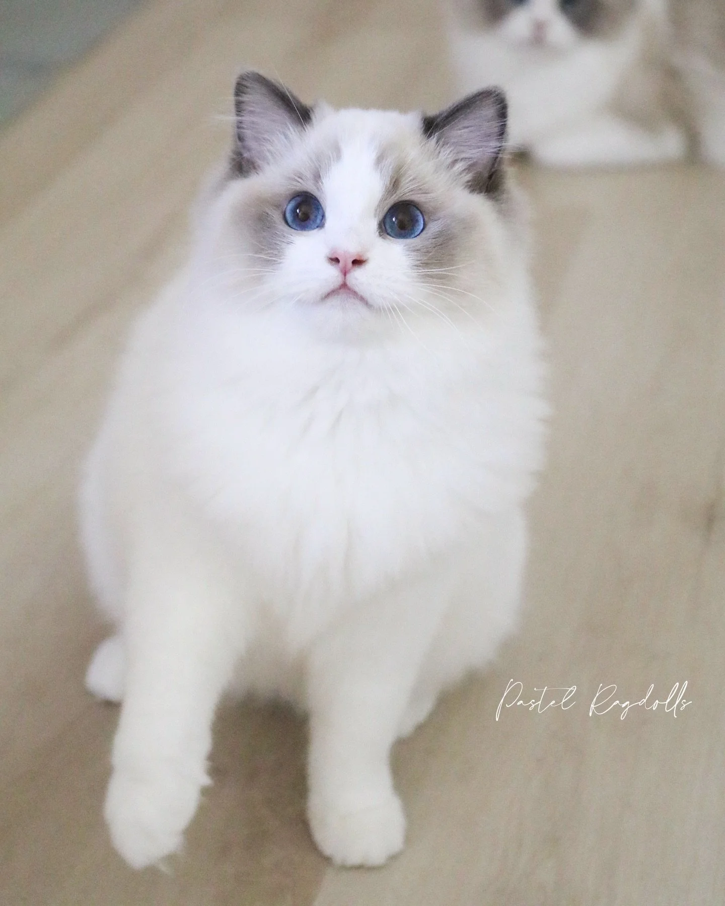 Pretty Plum 🍇💜 she is one of my favorite kittens from our litters last year that I held back! Plum has the sweetest, silliest personality and perfect bunny coat texture. She is second generation Pastel Ragdolls on her mom&rsquo;s side.
-
&ldquo;Plu
