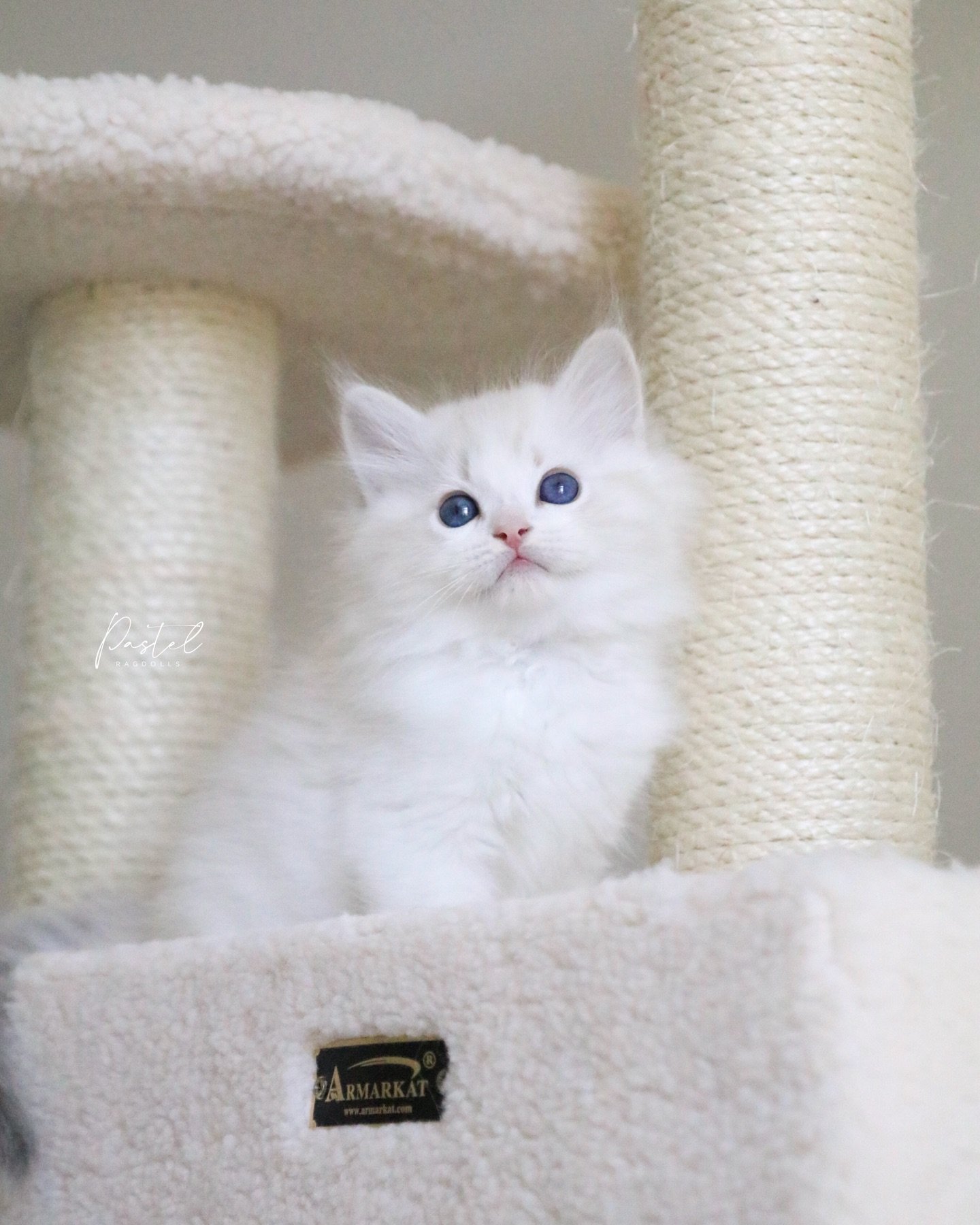 A sneak peak of a sweet baby boy from our &ldquo;Brady Bunch&rdquo; Litter 🤭 these kittens will be making their way to the inboxes of our waiting list this week! 💌✨
-
&ldquo;Greg&rdquo; &bull; Blue Lynx Bicolor Boy
From our &ldquo;Brady Bunch&rdquo