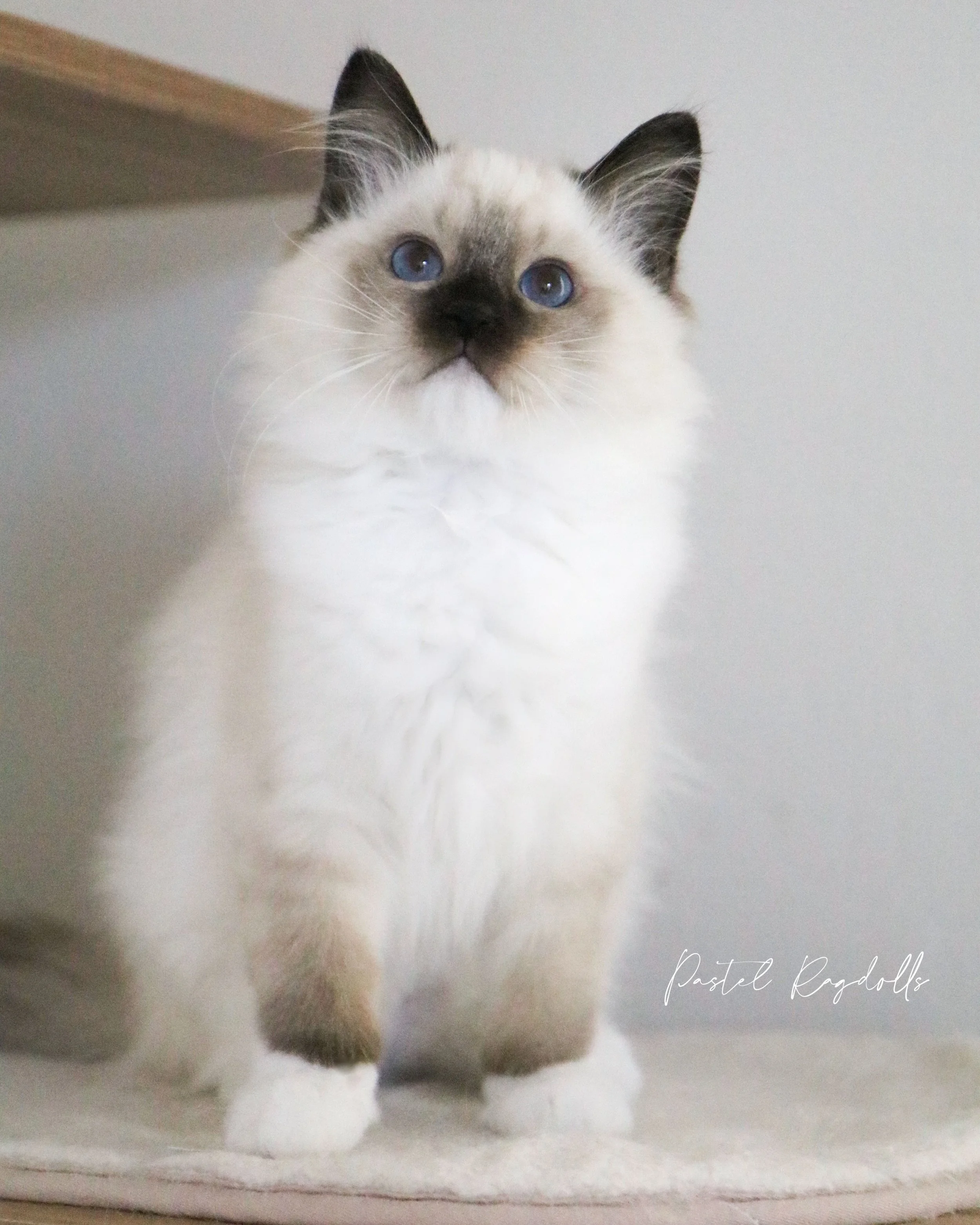 &bull;AVAILABLE&bull; This adorable little lady is &ldquo;Athena&rdquo; from our &ldquo;Little Olympians&rdquo; Litter 🧸🌿🤍 she is a beautiful seal mitted girl with a very loving and fun personality! My favorite thing about mitted Ragdolls is alway