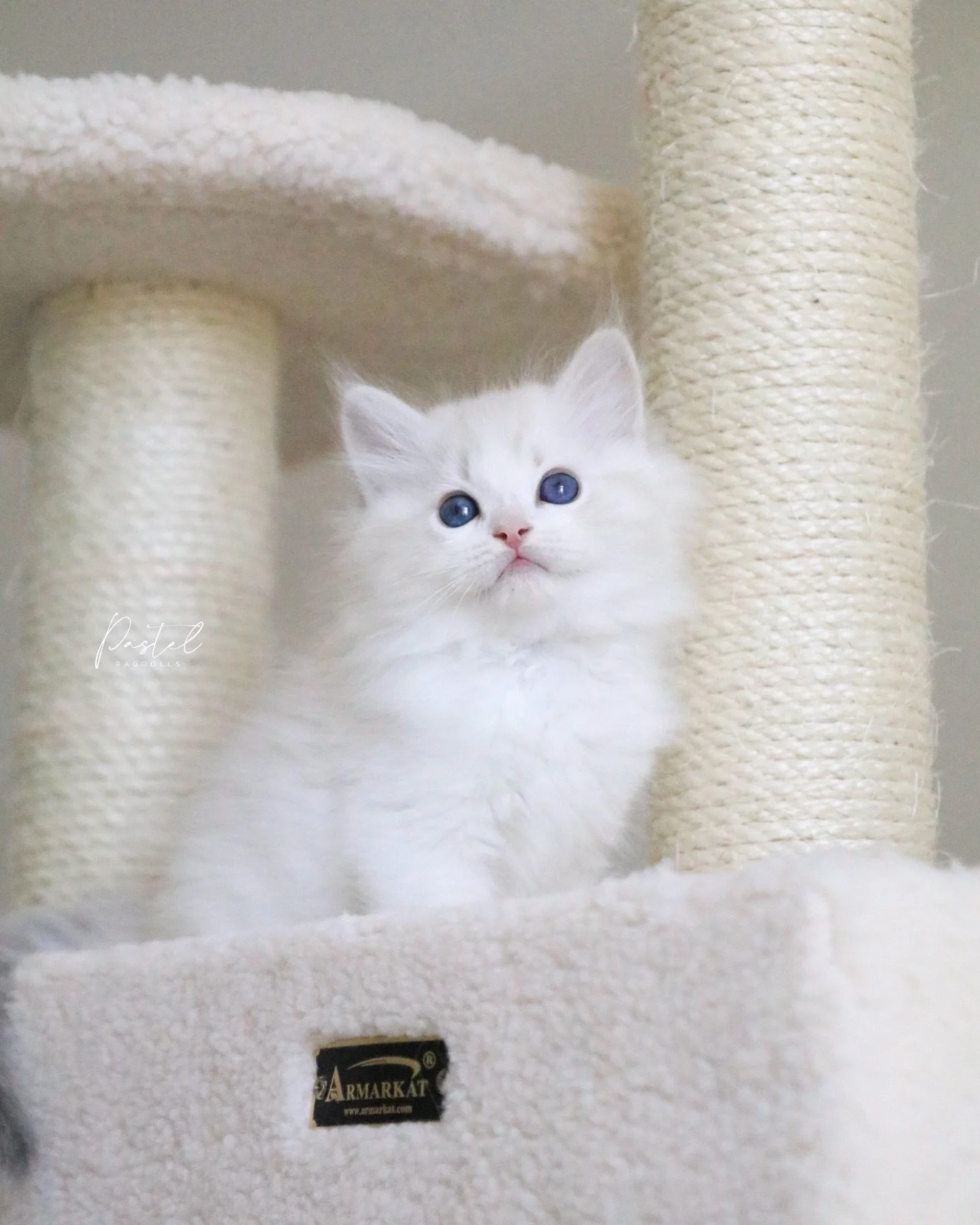 A sneak peak of a beautiful baby boy from our &ldquo;Brady Bunch&rdquo; Litter 🤭 these kittens will be making their way to the inboxes of our waiting list this week! 💌✨
-
&ldquo;Greg&rdquo; &bull; Blue Lynx Bicolor Boy
From our &ldquo;Brady Bunch&r
