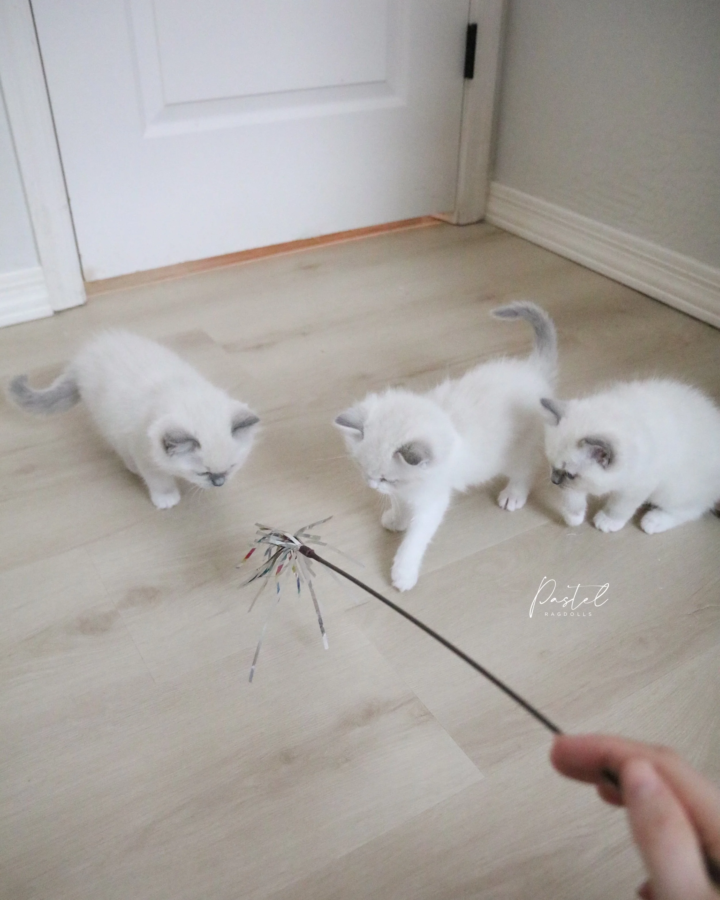 School is in session! Today&rsquo;s lesson: the teaser toy. ✏️📚 I love watching their confidence grow through play. 🤍
-
#ragdollkittens #ragdollbreeder #pastelragdolls #ragdollsofinstagram #ragdolllover