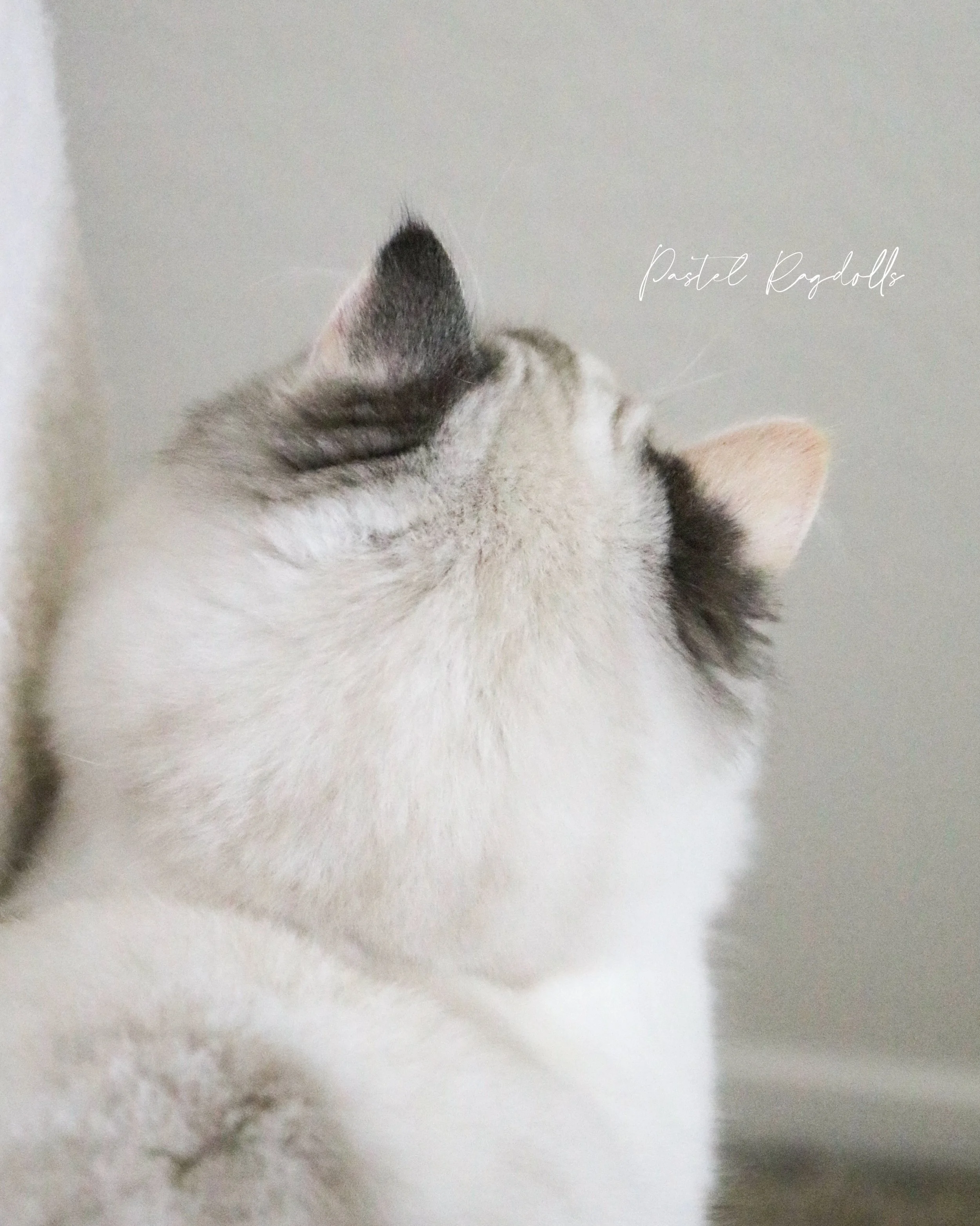 I&rsquo;m excited to introduce a new addition to our breeding program! And of course I had to photograph her adorable tortie ears. 🧡🤎🖤
-
🌼 &ldquo;Dahlia&rdquo; is our very first tortie girl and we have really been looking forward to bringing this