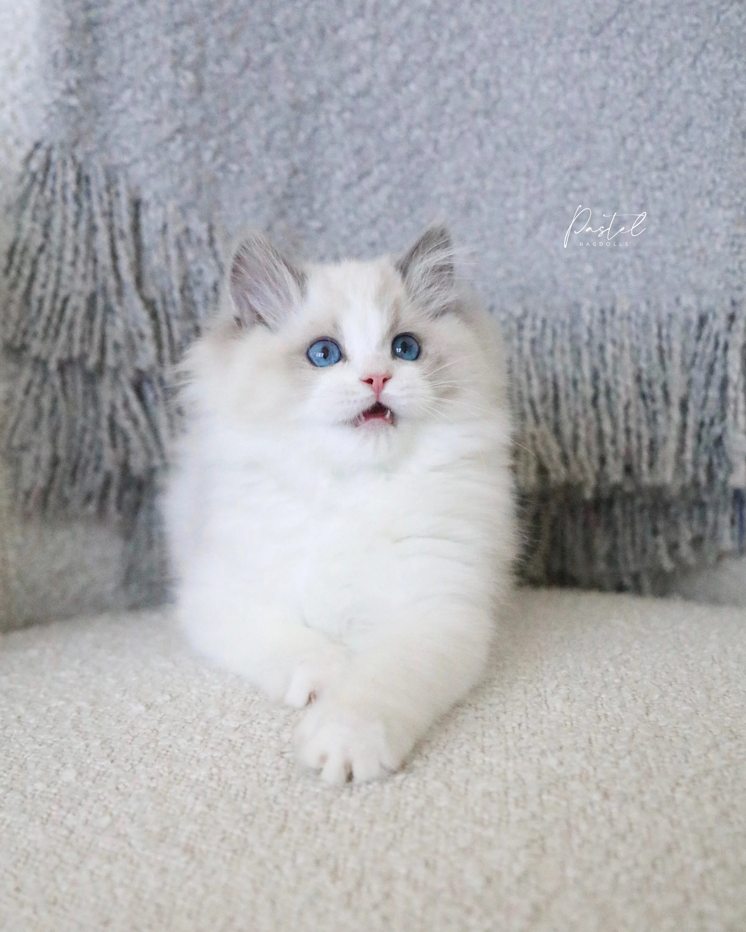 Roar! 🐯 We have some bicolor kittens coming available to our website soon after their vet appointments later this week. They will look very similar to this pretty girl! Stay tuned. 🩵🤍💜
-
#ragdollkitten #bluebicolor #ragdollbreeder #fluffykitten #