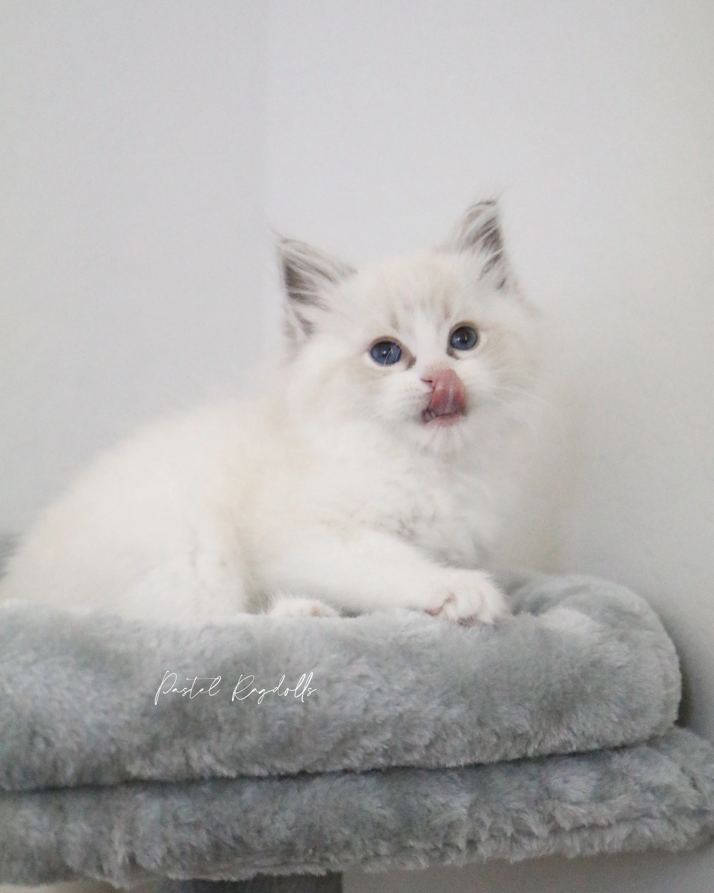 Want to see a Ragdoll grow? 🩵☁️ these sets of photos were taken exactly 2 months apart. I love watching how our babies grow into their beautiful markings and features!
-
&ldquo;Rainier&rdquo; &bull; Seal Lynx Bicolor Boy
From our &ldquo;Mountain Cli
