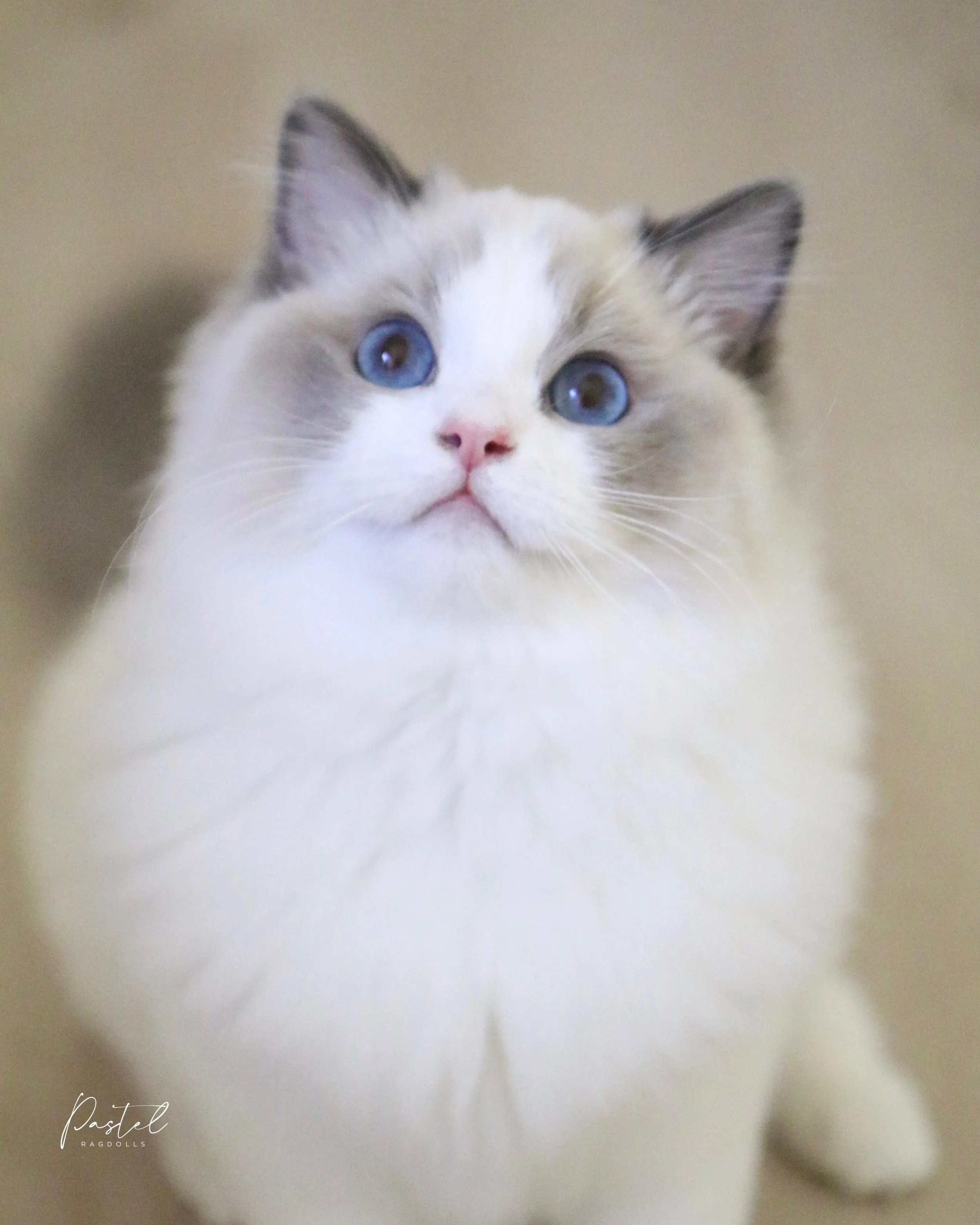 Blurry but adorable!!! 💜🍇🪻
-
&ldquo;Plum&rdquo; &bull; Blue Bicolor Girl
Our Future Breeding Girl
-
#ragdollcat #bluebicolorragdoll #pastelragdolls #ragdollcattery #ragdollcatlovers