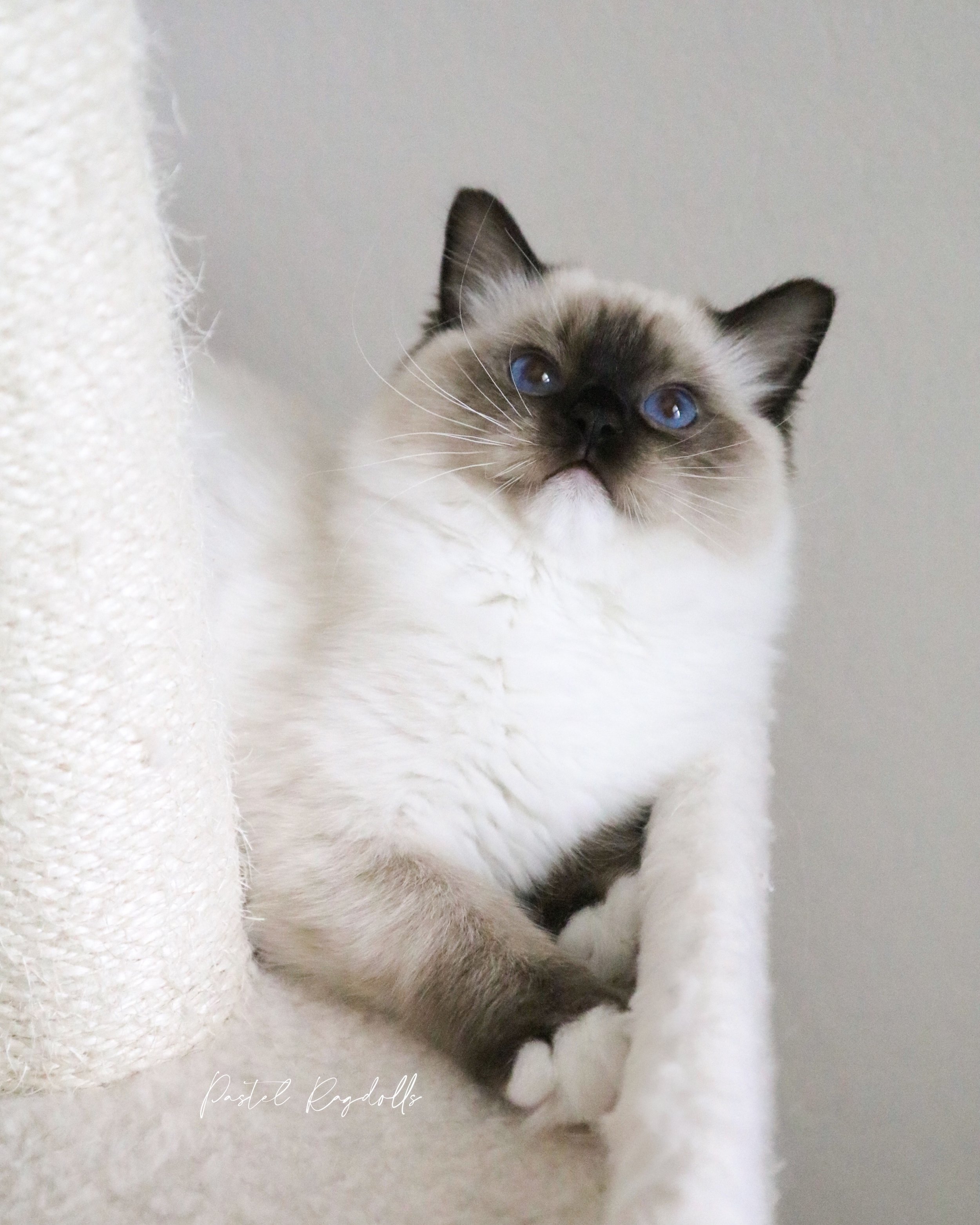 &bull;AVAILABLE&bull; Meet Shasta! 🥹🧸🏔️ this sweet girl is one of my favorite kittens from our spring/summer litters. I really wanted to keep her for our breeding program and went back and forth for quite a while because she truly is the total pac