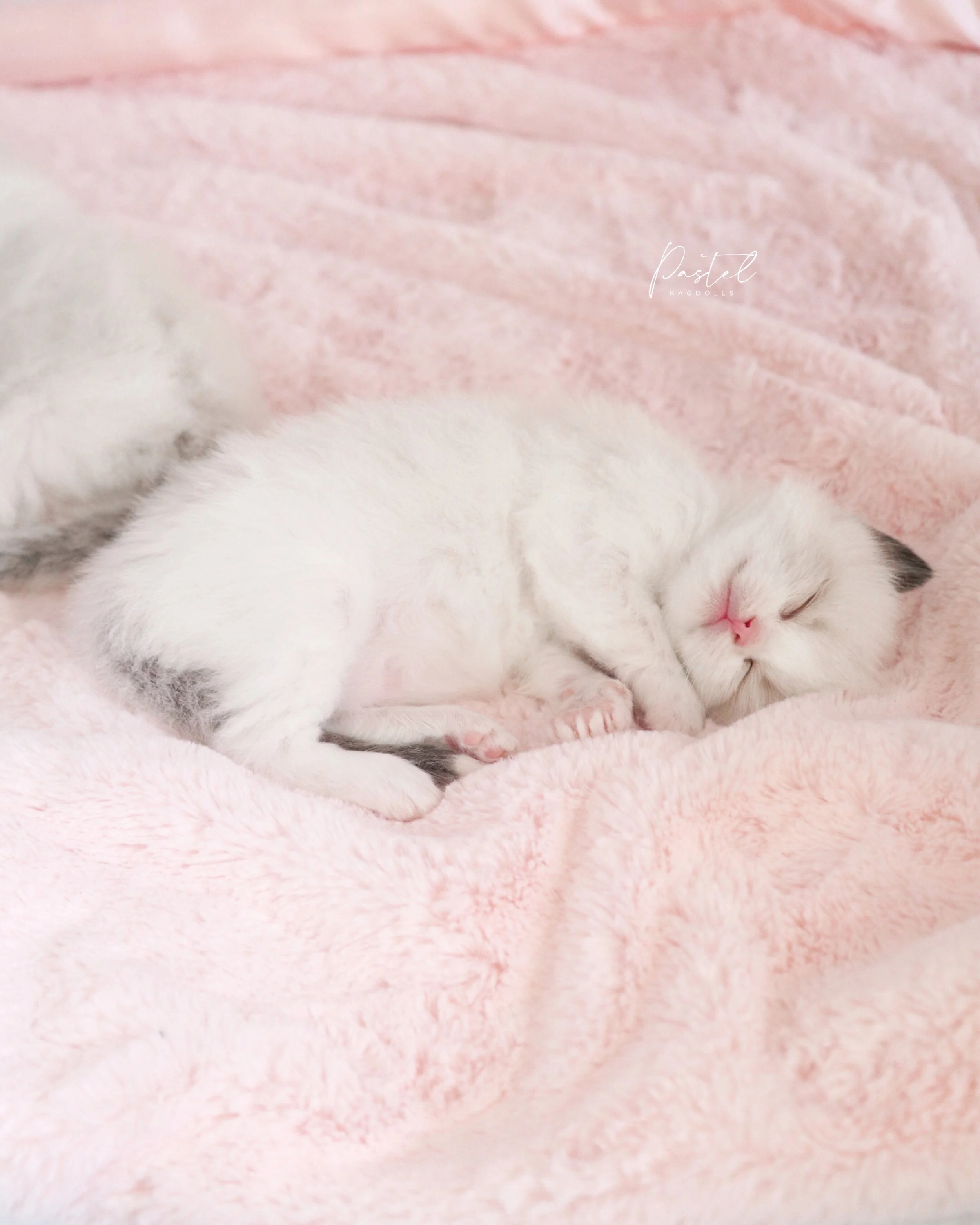 Is there anything more precious? 🤍💤
-
#ragdollkitten #newbornkitten #ragdollbreeder #pastelragdolls #babykitten