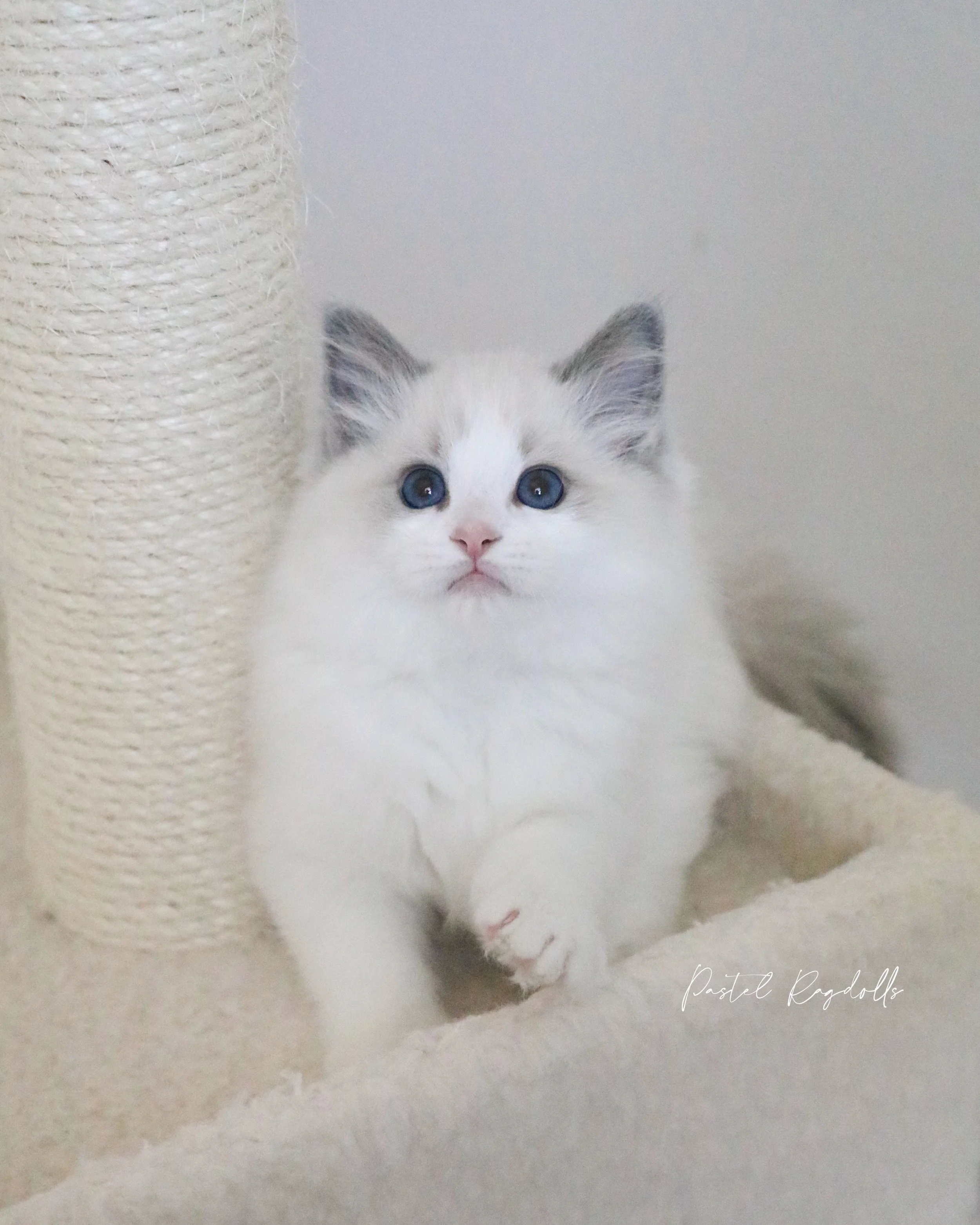 &bull;AVAILABLE&bull; This is &ldquo;Dallas&rdquo; from our &ldquo;Southern Charm&rdquo; litter! 🤍⭐️ he is an absolutely beautiful blue bicolor boy with stunning, vivid blue eyes. Dallas has a very true Ragdoll temperament and is as sweet as can be!