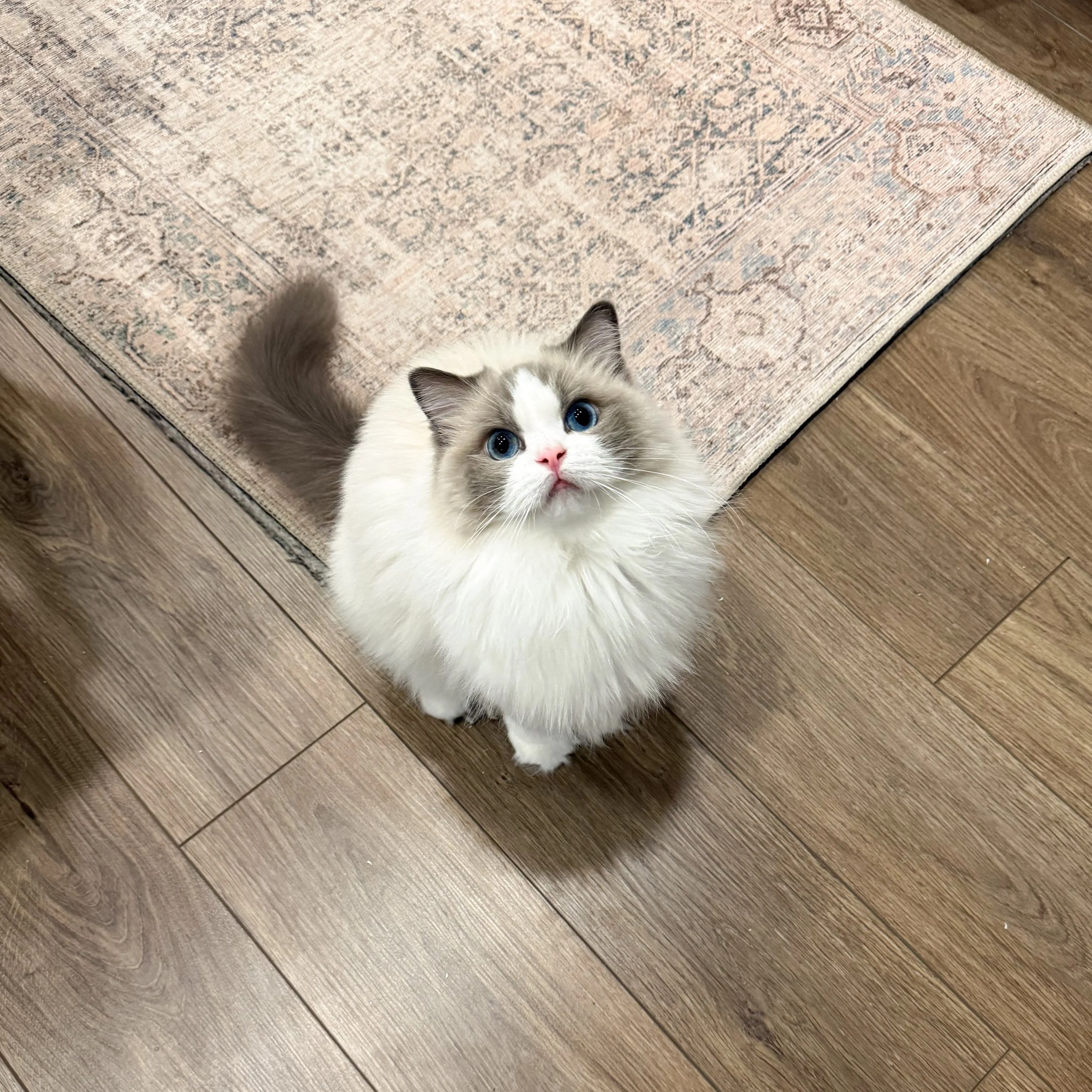 YOKO 💖 one of our very first breeding queens! She is our forever pet now and loves to be under our feet and with us at all times. She is the grandmother of many of the kittens we raise here. It&rsquo;s hard to believe she&rsquo;s turning 6 years old
