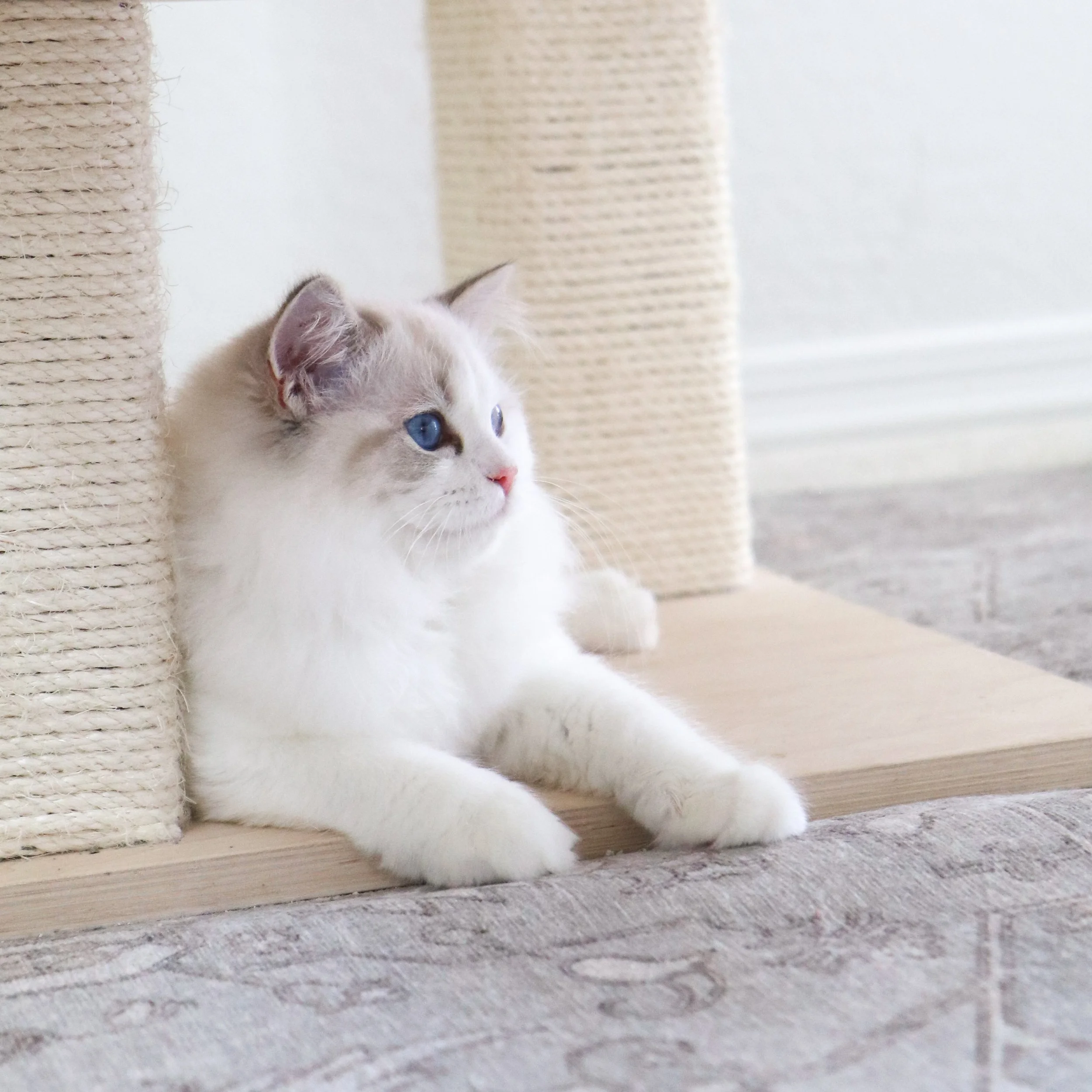 Blue lynx bicolor female Ragdoll cat sitting next to scratching posts. Links to our Ragdoll Health resource.