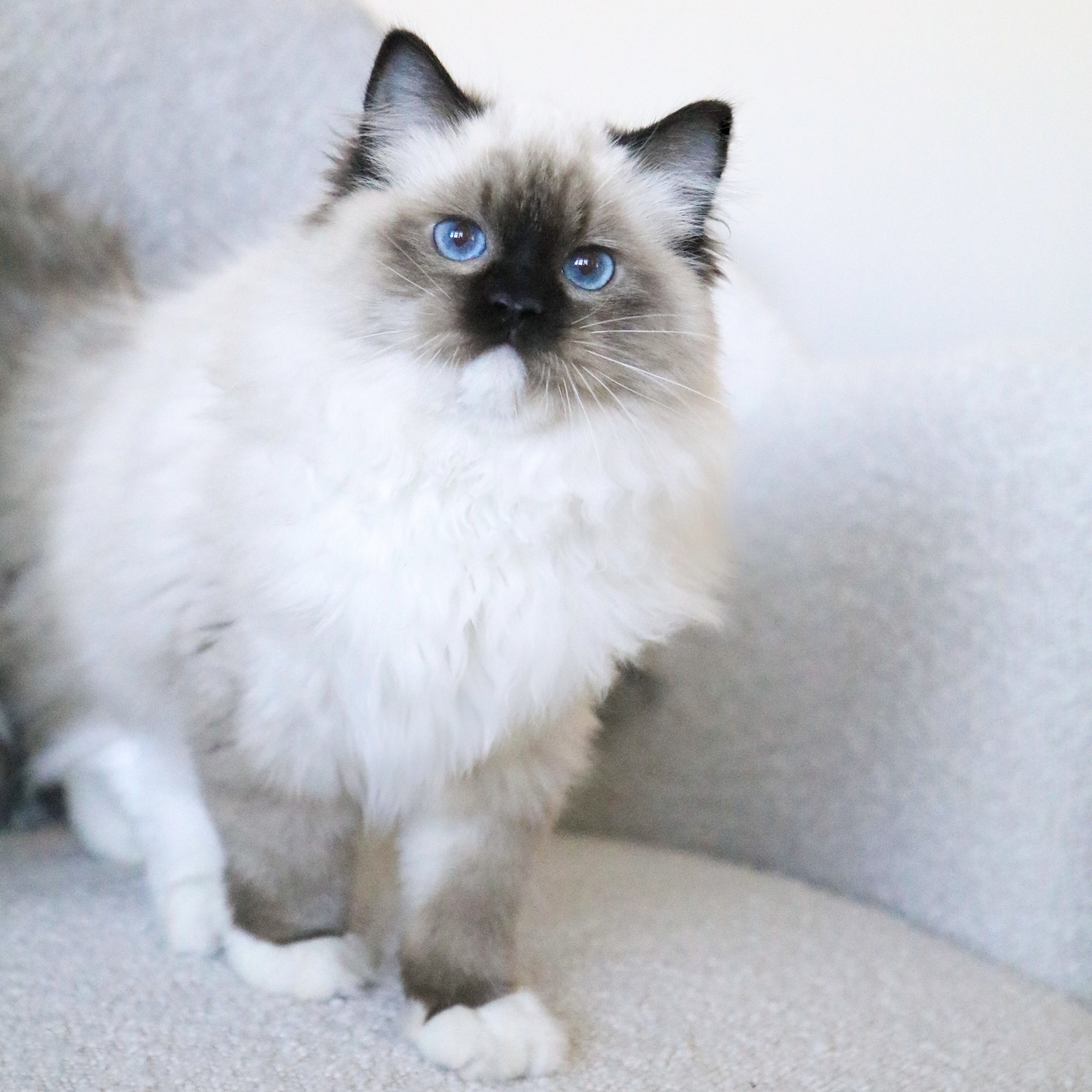 The Seal Mitted Ragdoll Ragdoll Kittens For Sale Ragdoll Breeder The Seal Mitted Ragdoll Ragdoll Kittens For Sale Ragdoll Breeder